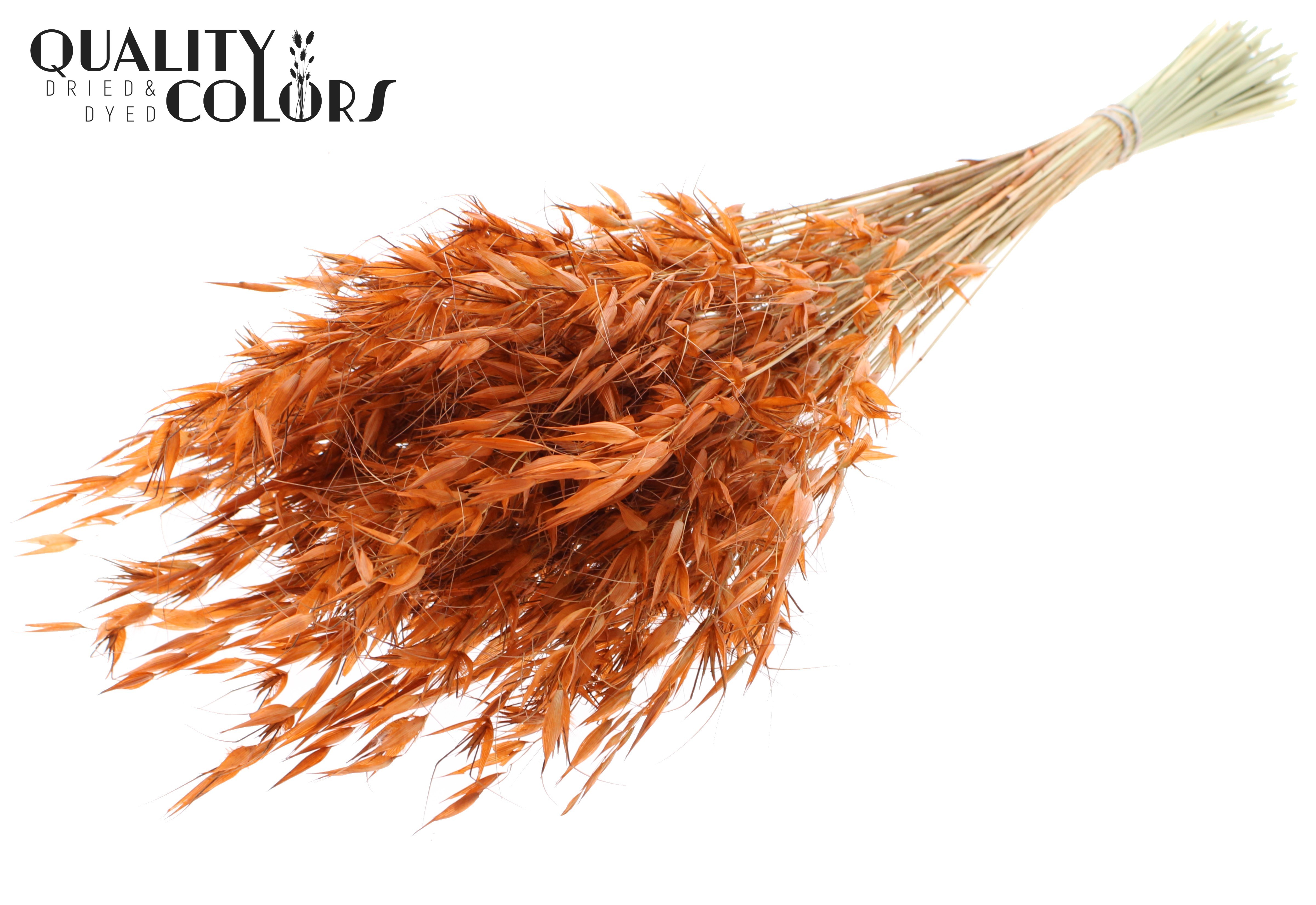 Avena Terracotta Per Bunch 70cm
