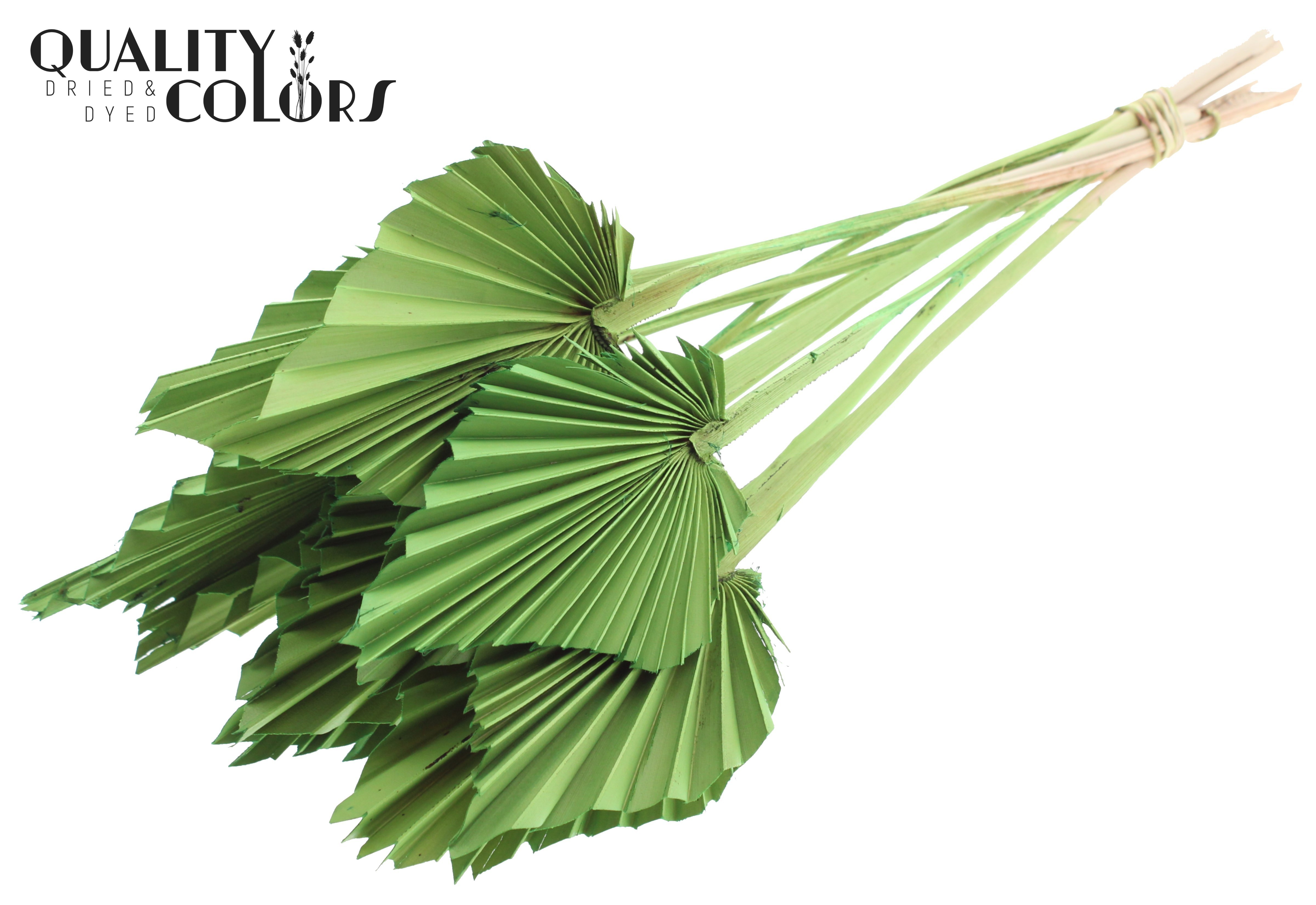 Palm Spear Light Green Per Bunch 50cm