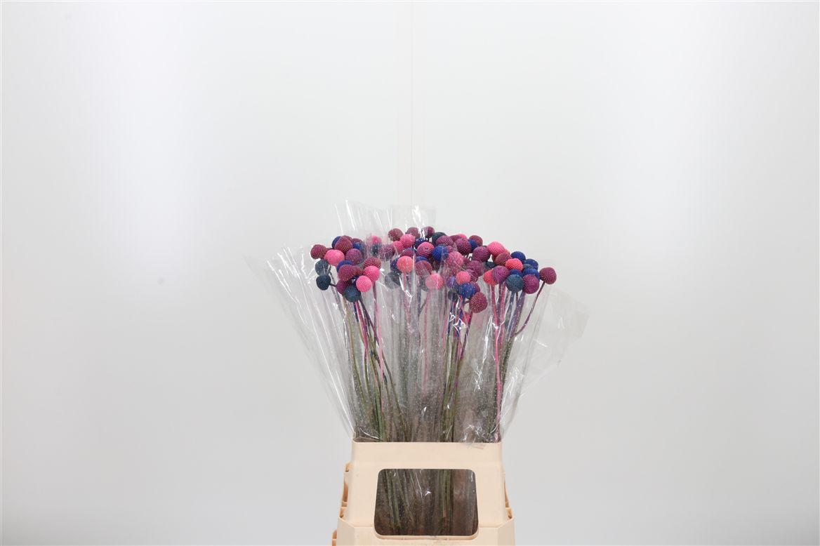 Craspedia Pink Blue Mix