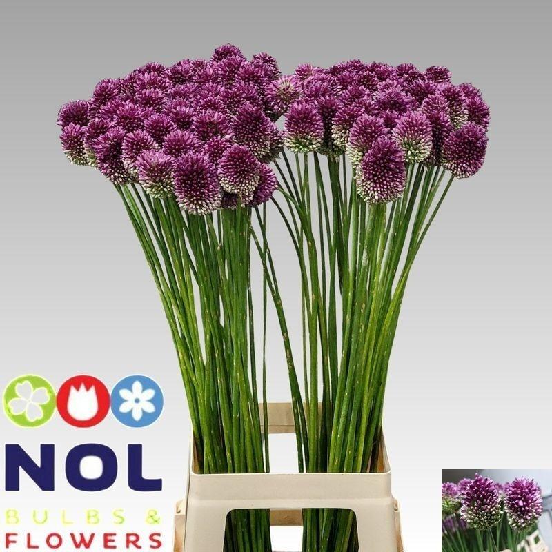 Allium Sphaerocephal