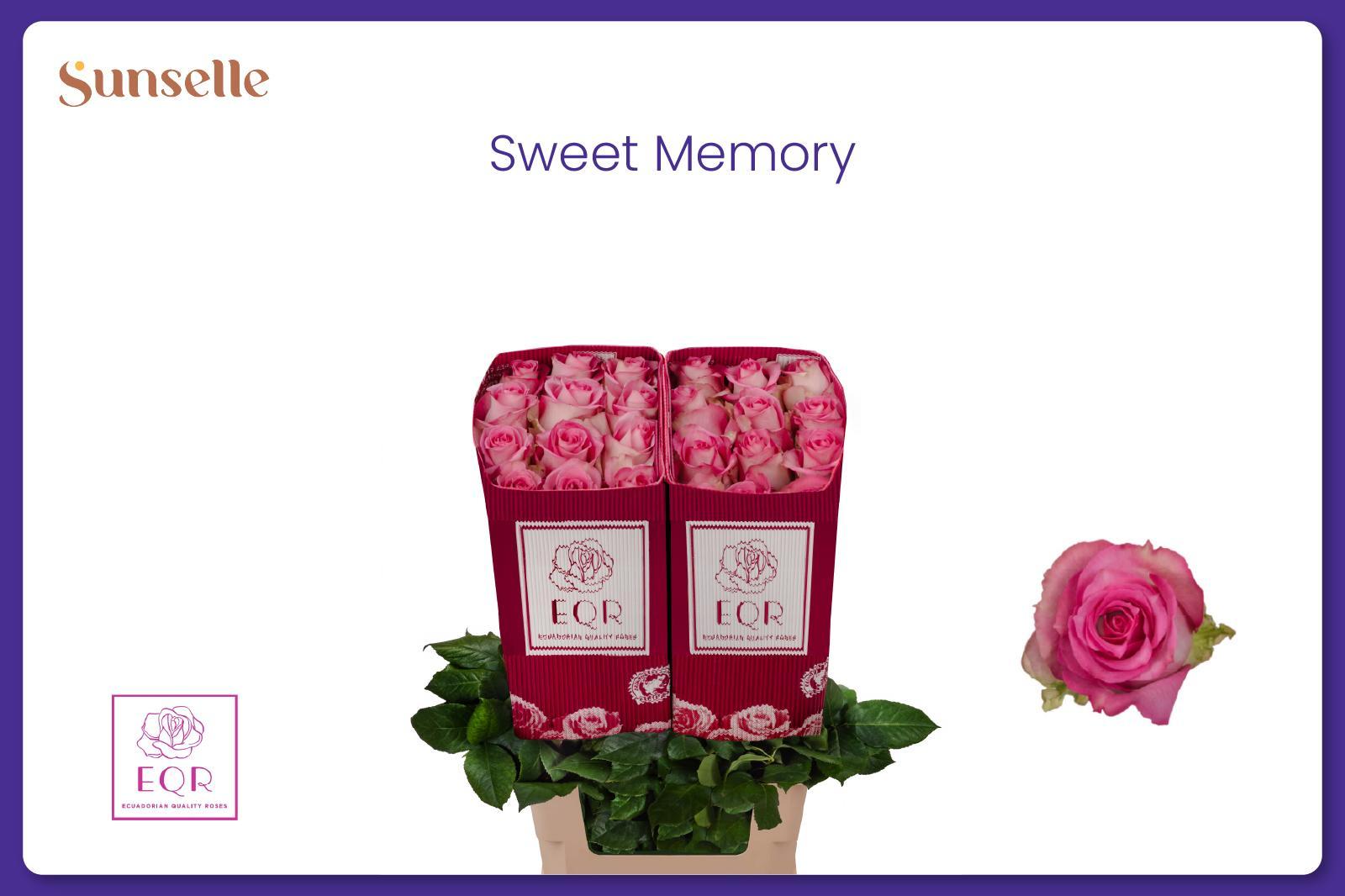Rosa Sweet Memory+ 60cm