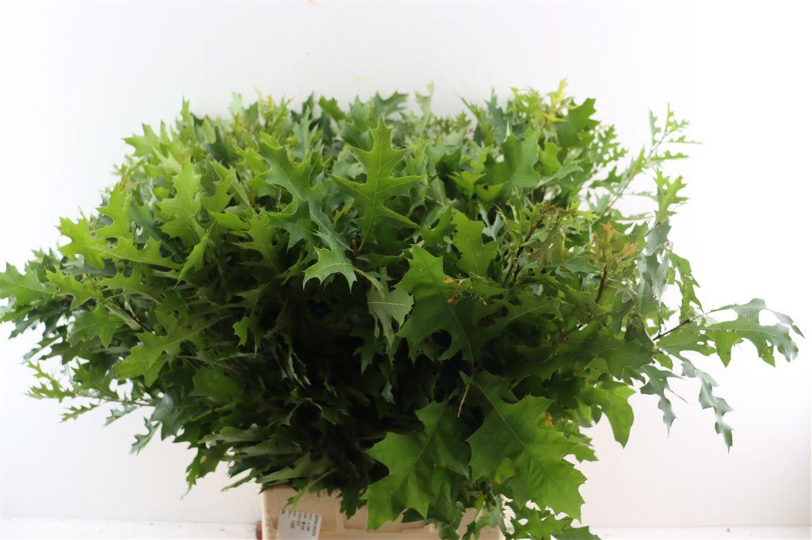 Quercus Palustris