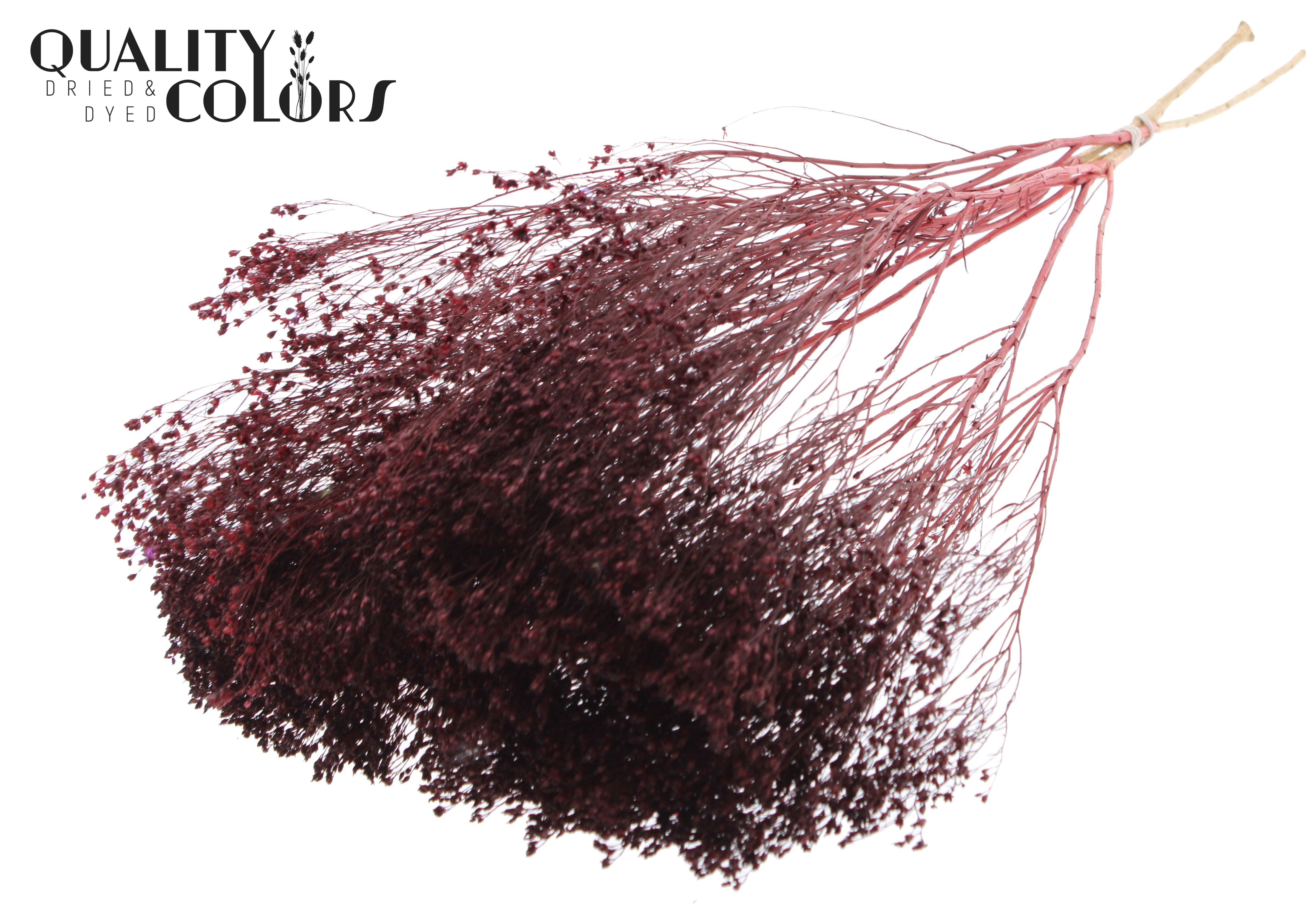 Broom Bloom Burgundy Per Bunch 50cm