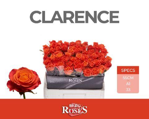 Rosa Clarence+ 50cm