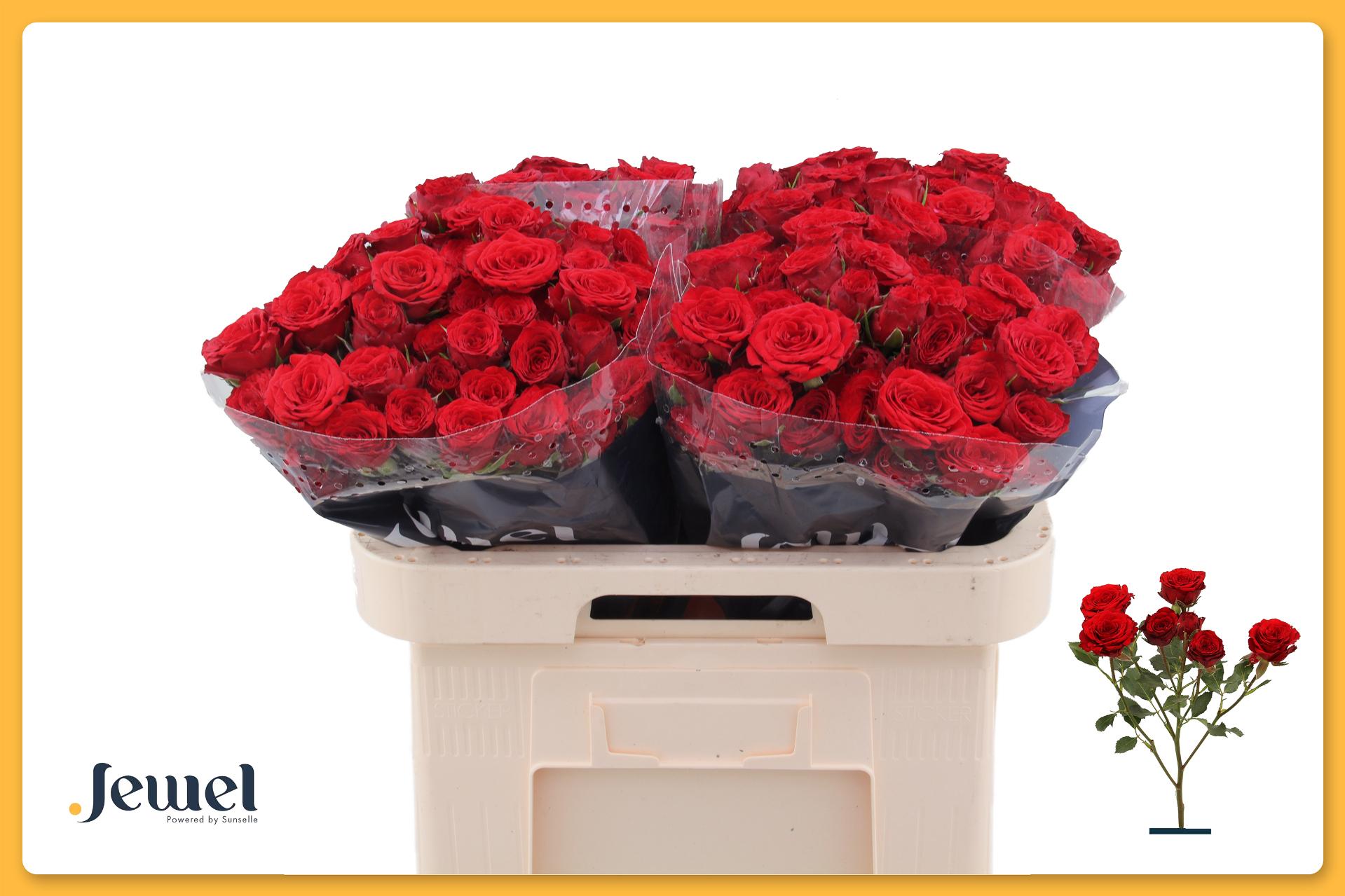 R Tr Velvet Blossoms 60cm