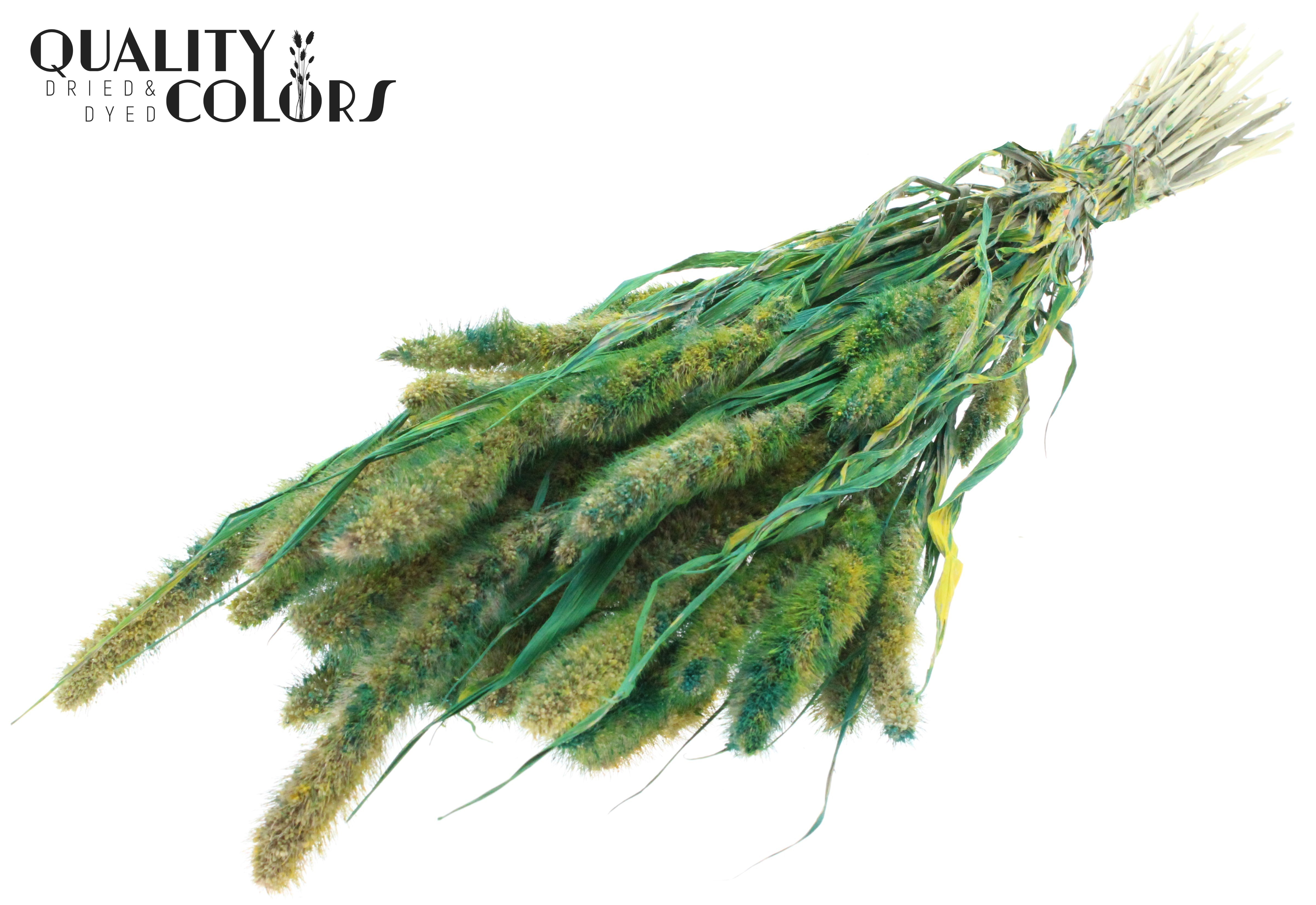 Setaria Multicolour Green Per Bunch 70cm