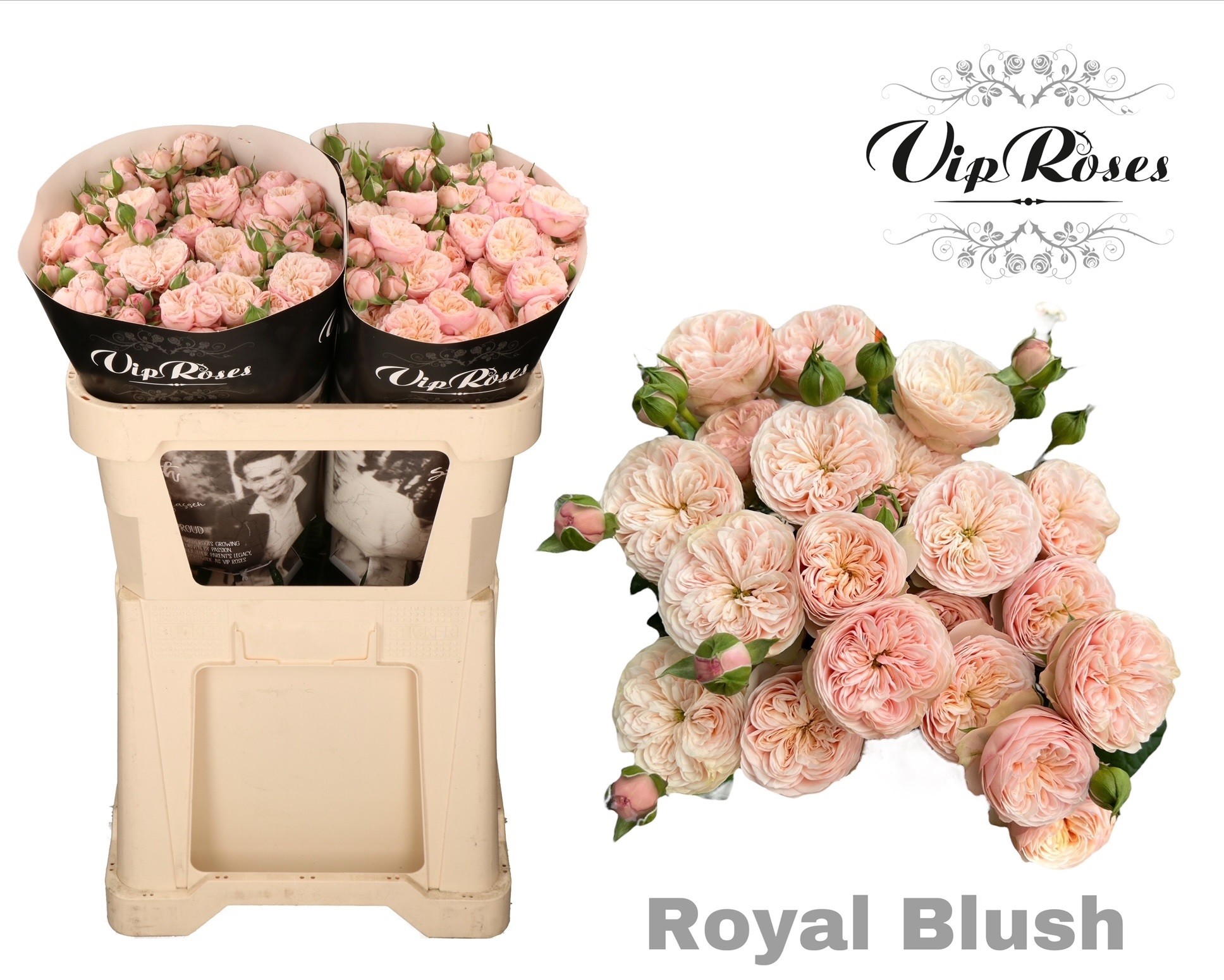 R Tr Royal Blush (vip) 70 cm