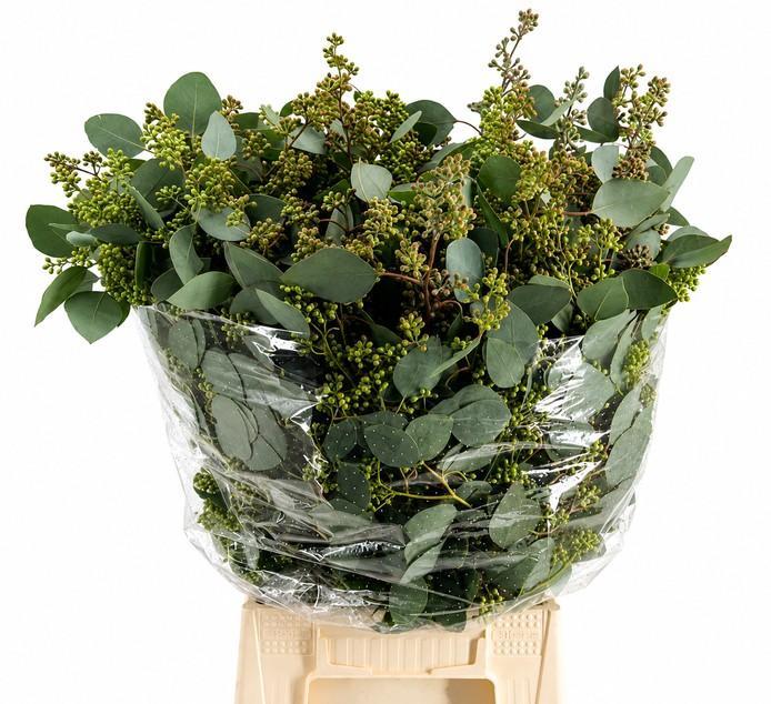Eucalyptus Populus Bunch 70cm 300gram