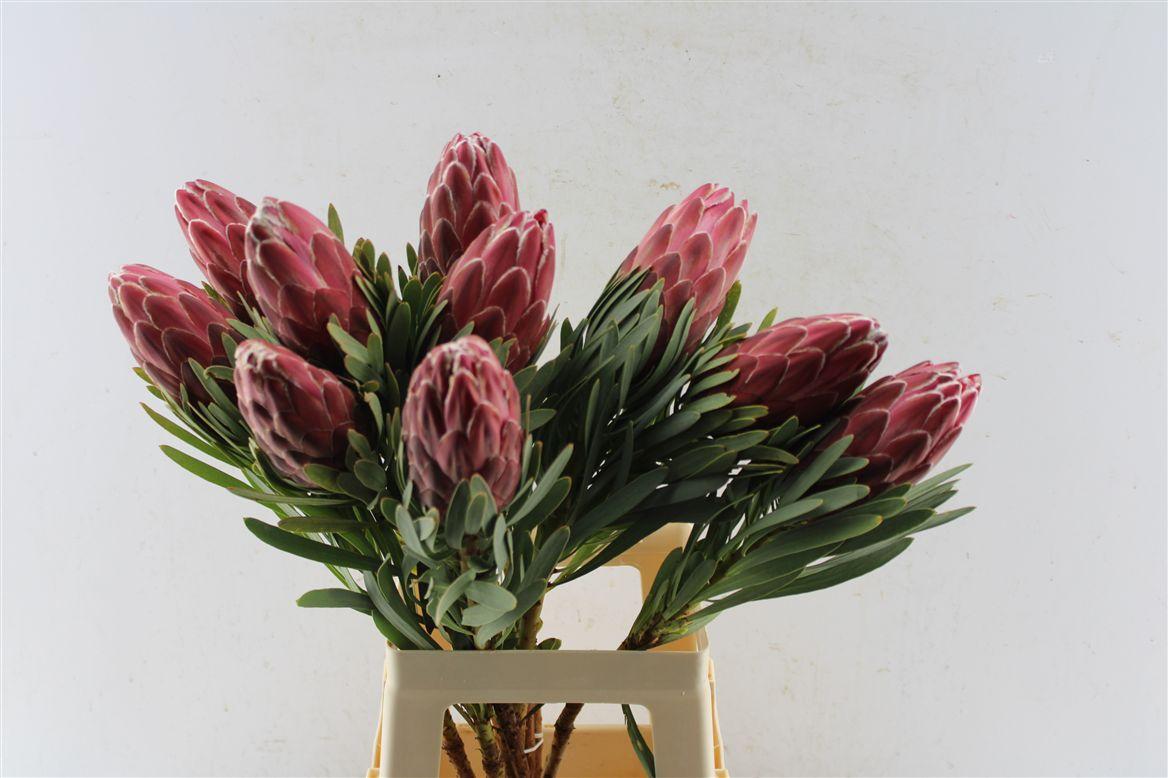 Protea Venus