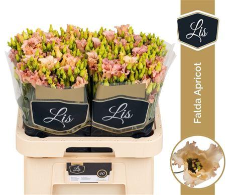 Eus E Falda Apricot