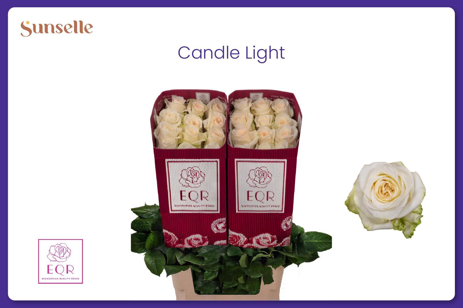 Rosa Candlelight Fre 60cm