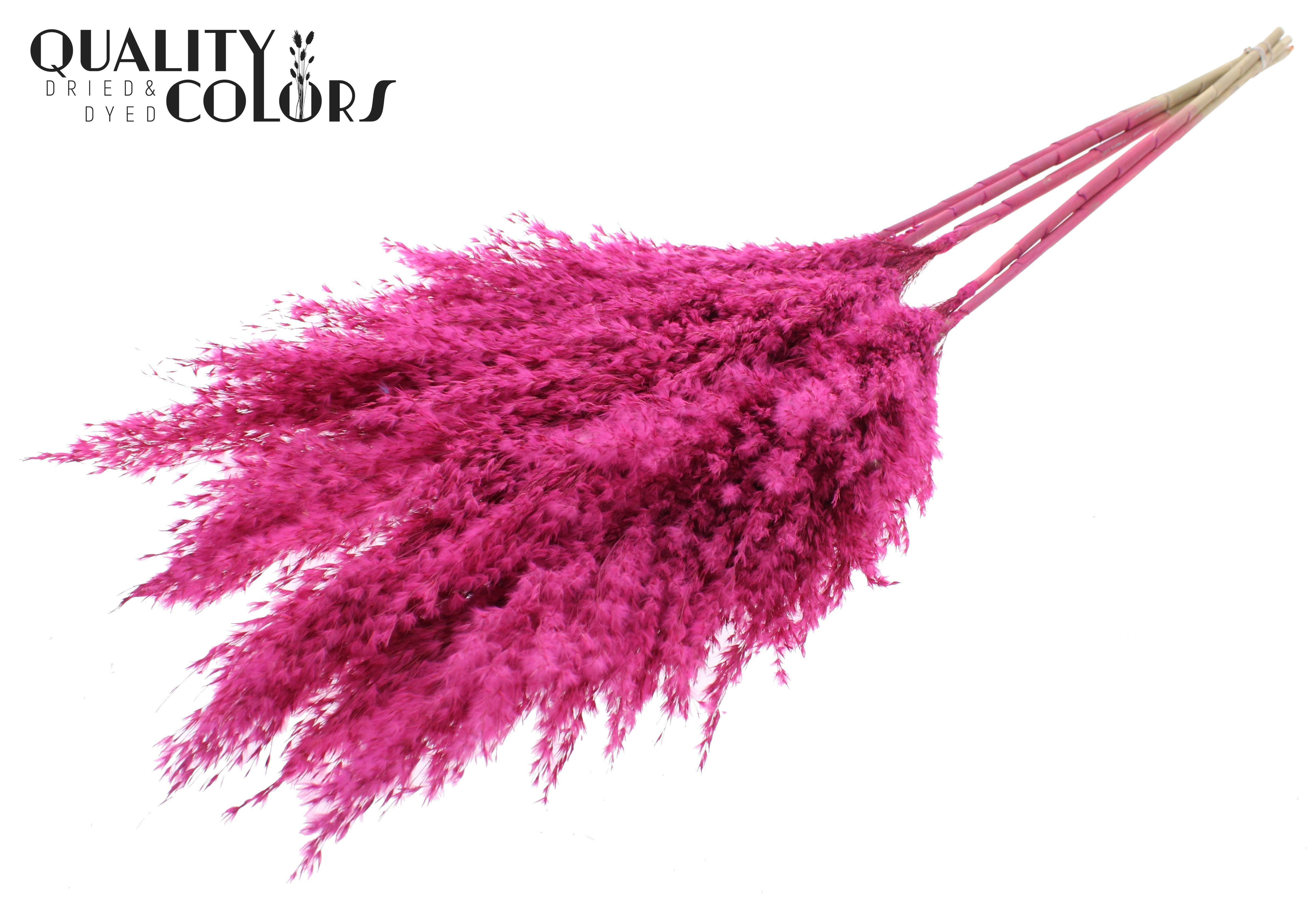 Pampas Grass Frosted Cerise Per Bunch 100cm