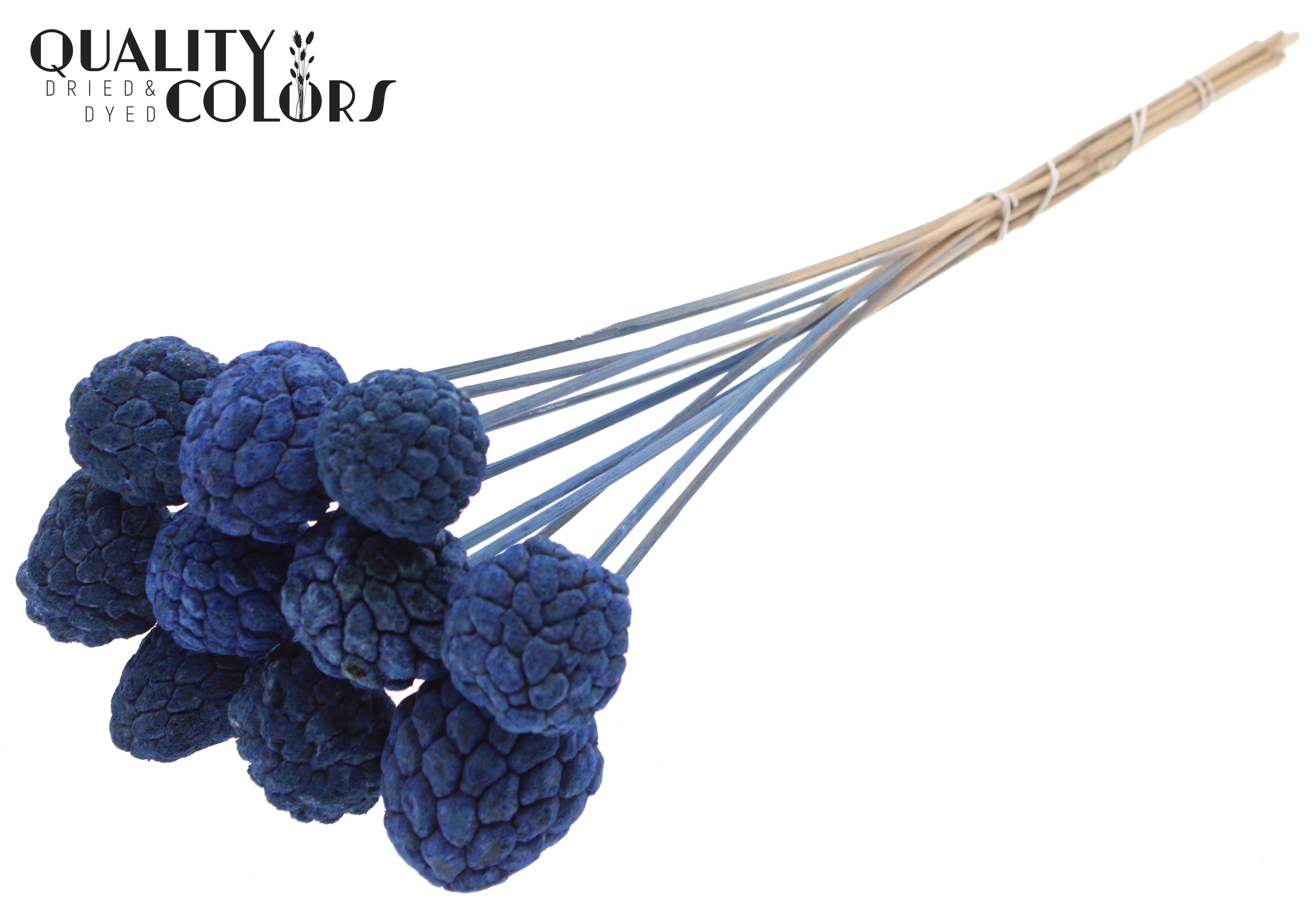 Atta Fruit Intense Blue 50cm
