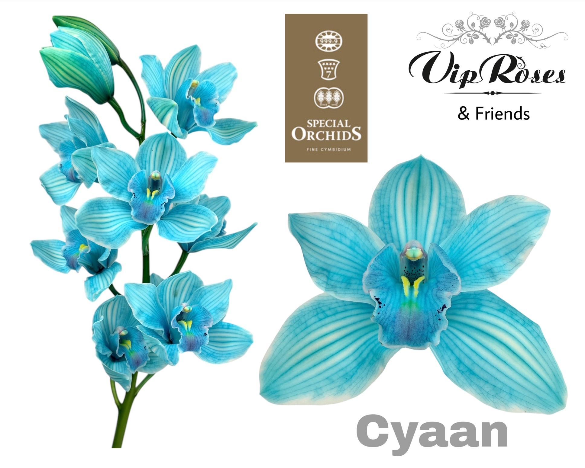 Cymbidium Painted Cyan 80cm
