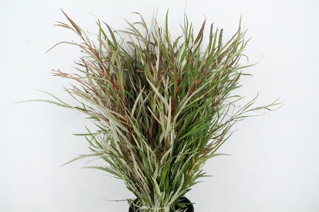 Grevillea Aspleniifolia Per Bunch 70cm