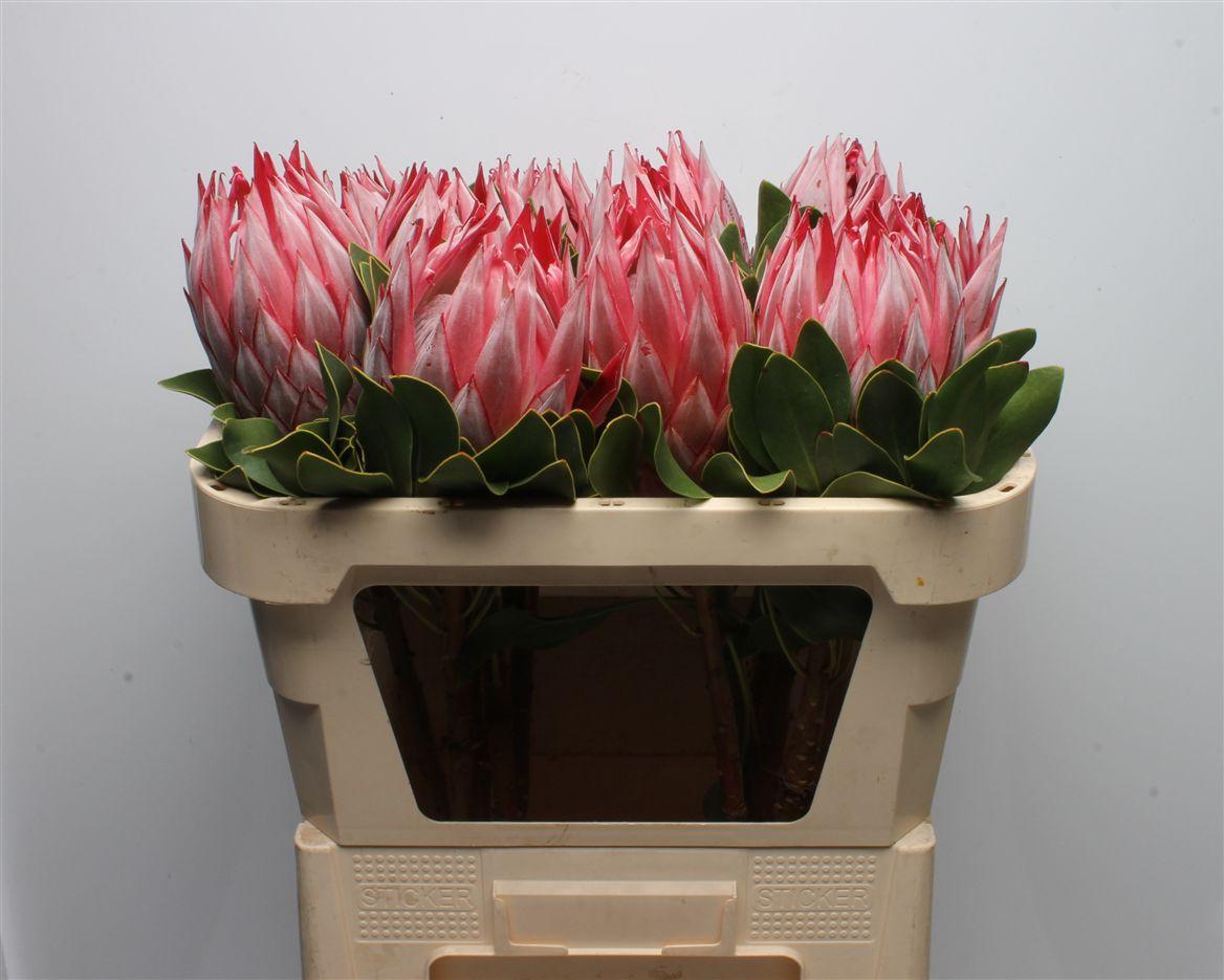 Protea Cynaroides Stellar