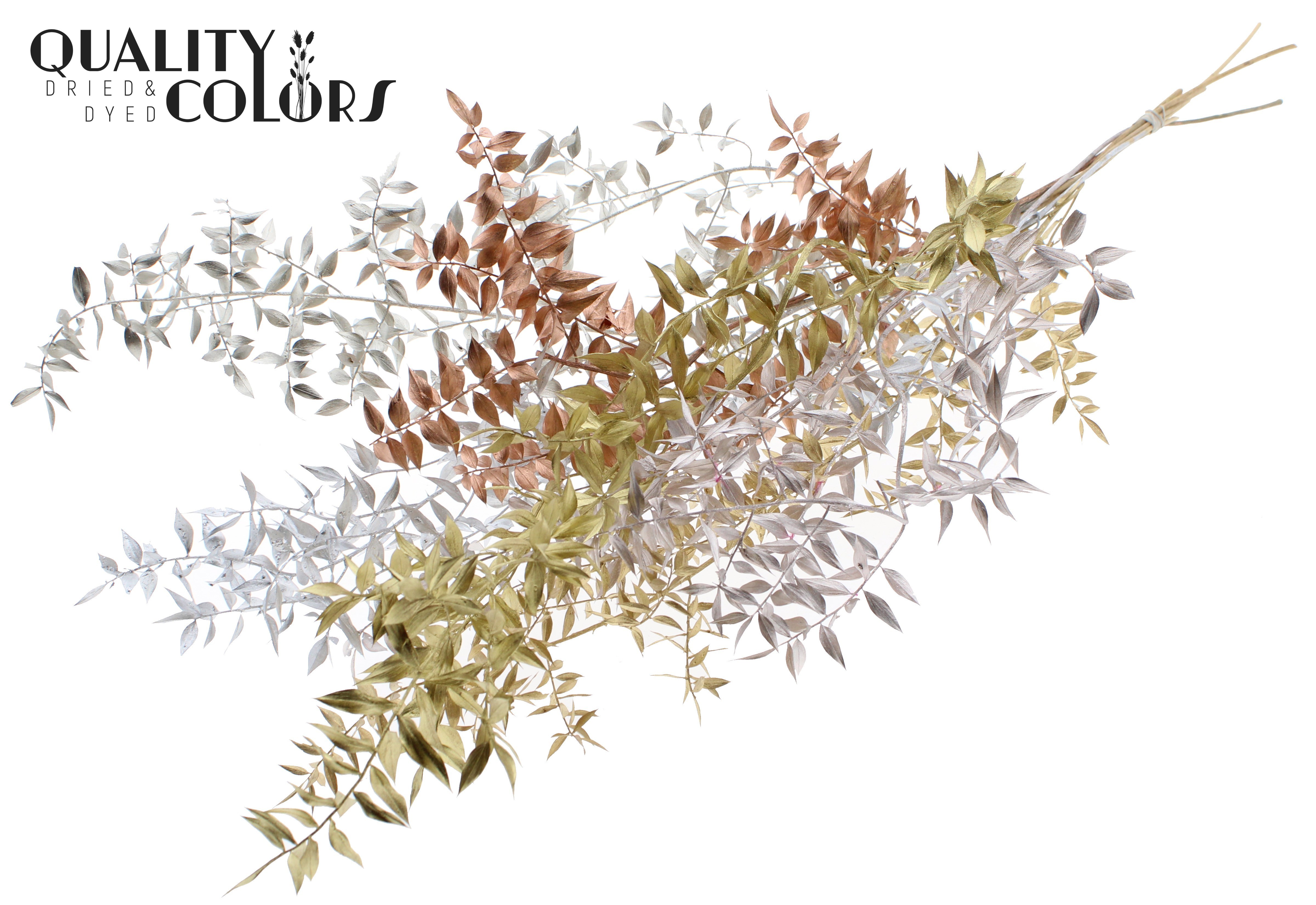 Ruscus Aculeatus Preserved Mix Per Bunch 70cm 1st