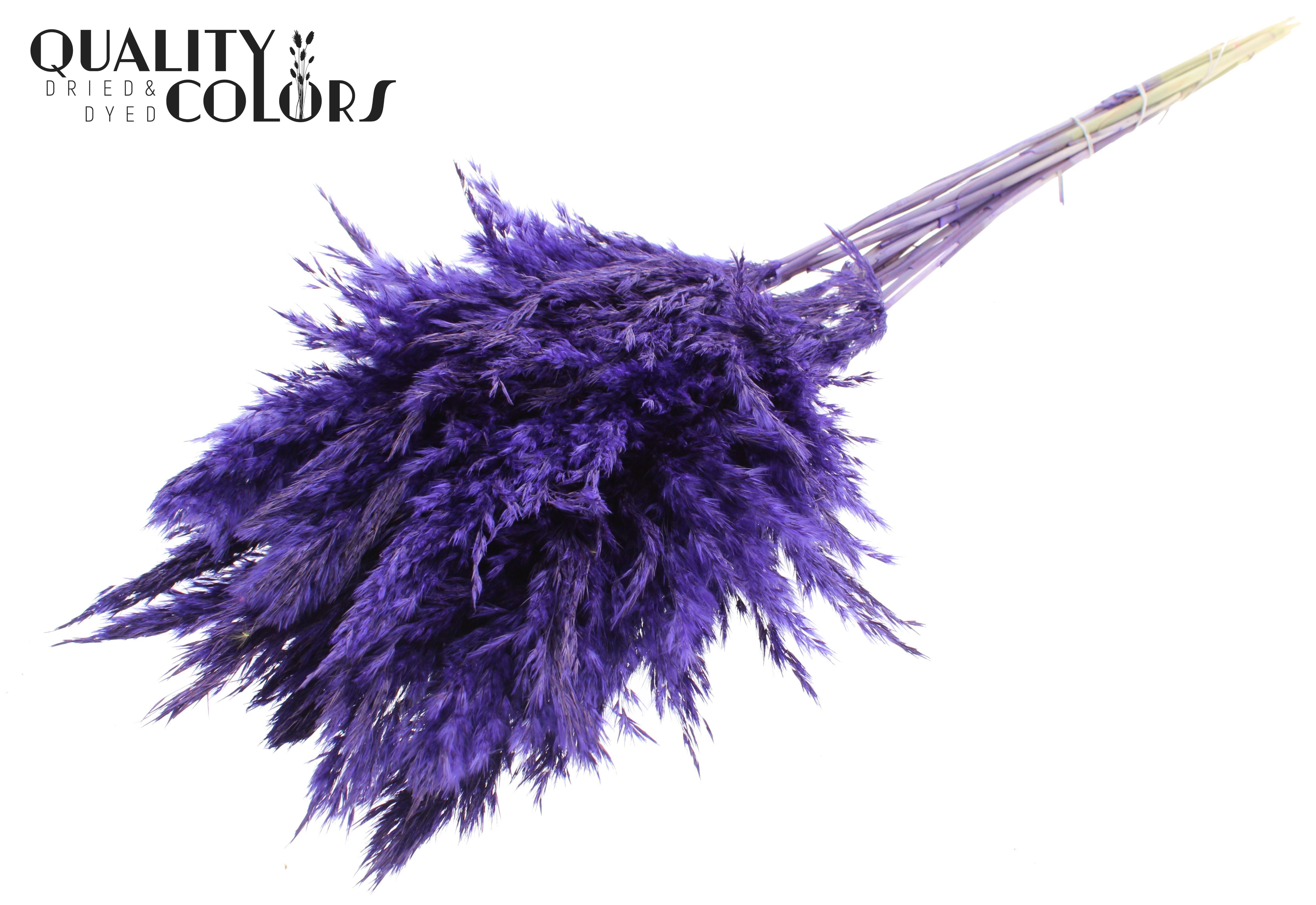Pampas Grass Purple Per Bunch 70cm