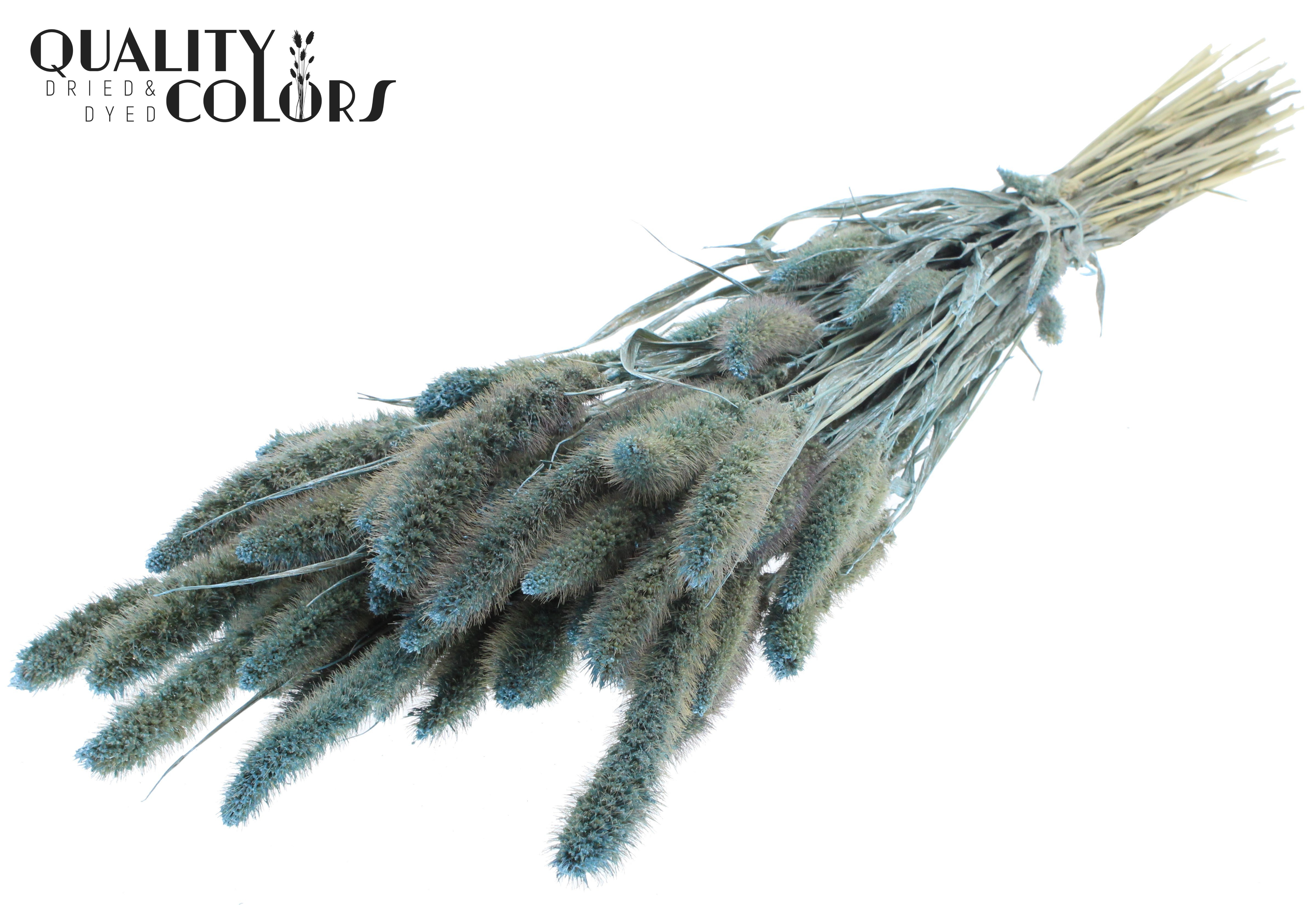 Setaria Pearl Light Blue Per Bunch 70cm