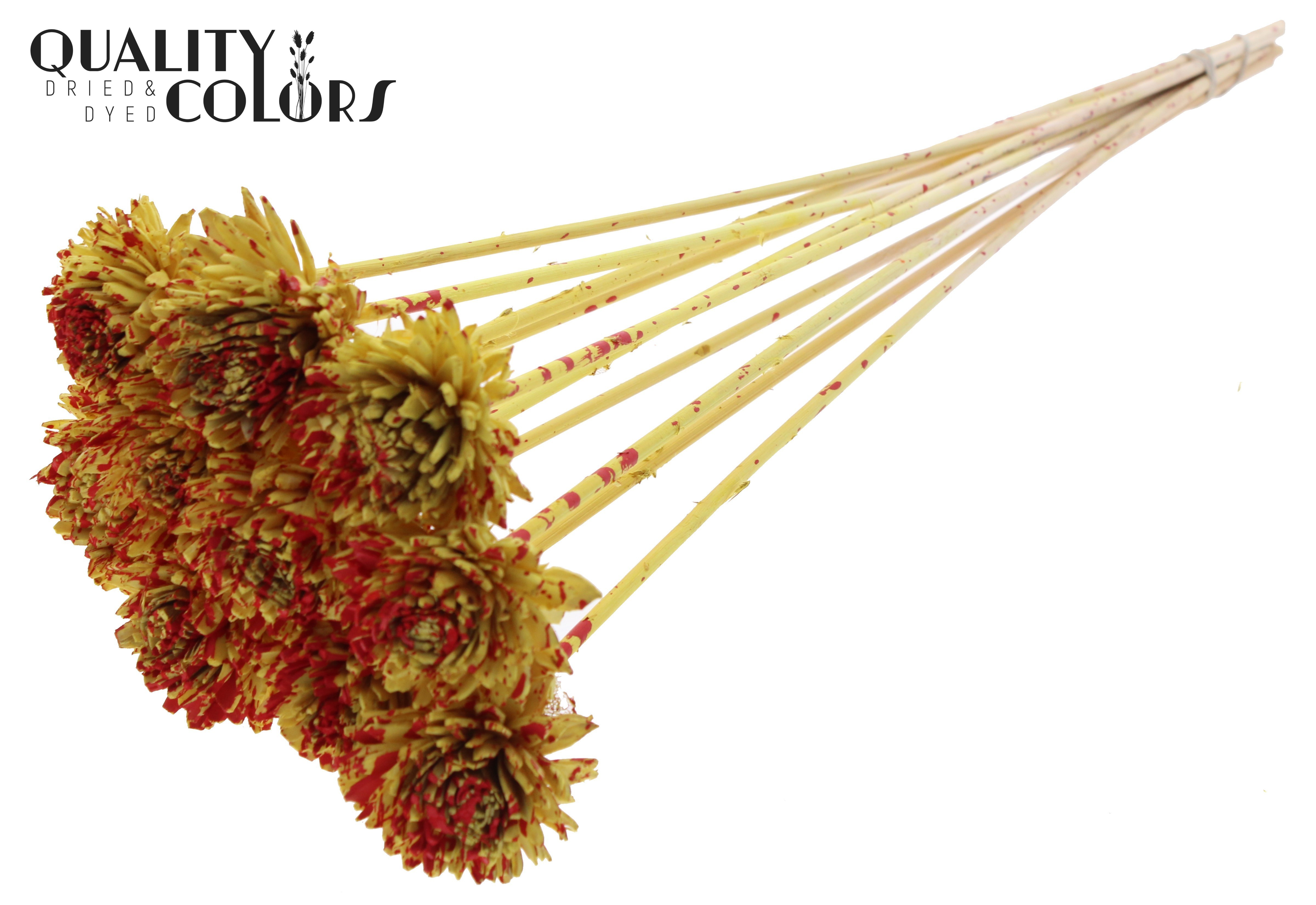 Shola Zinia Splashed Yellow Red 50cm