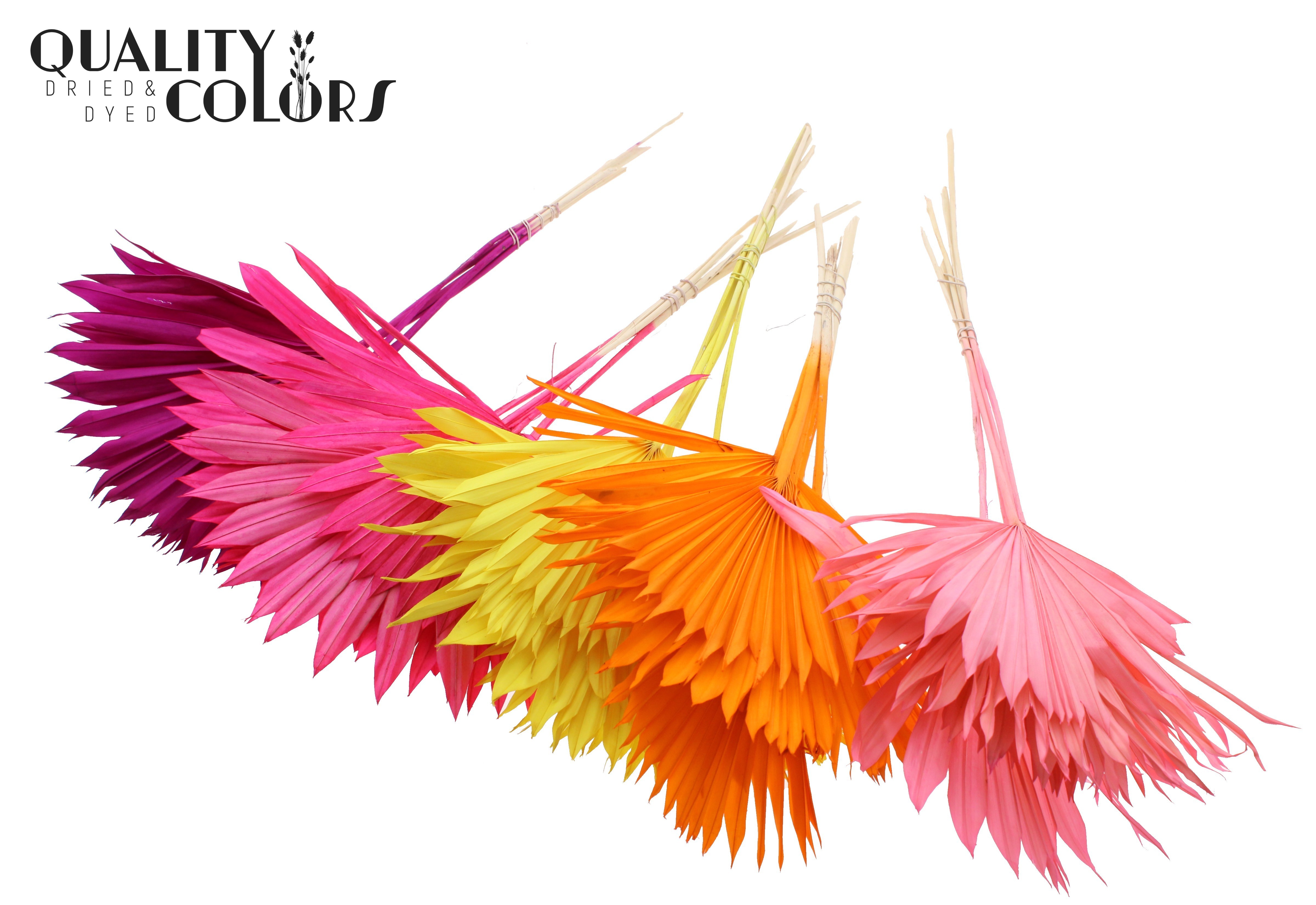 Palm Sun Intense Mix 50cm