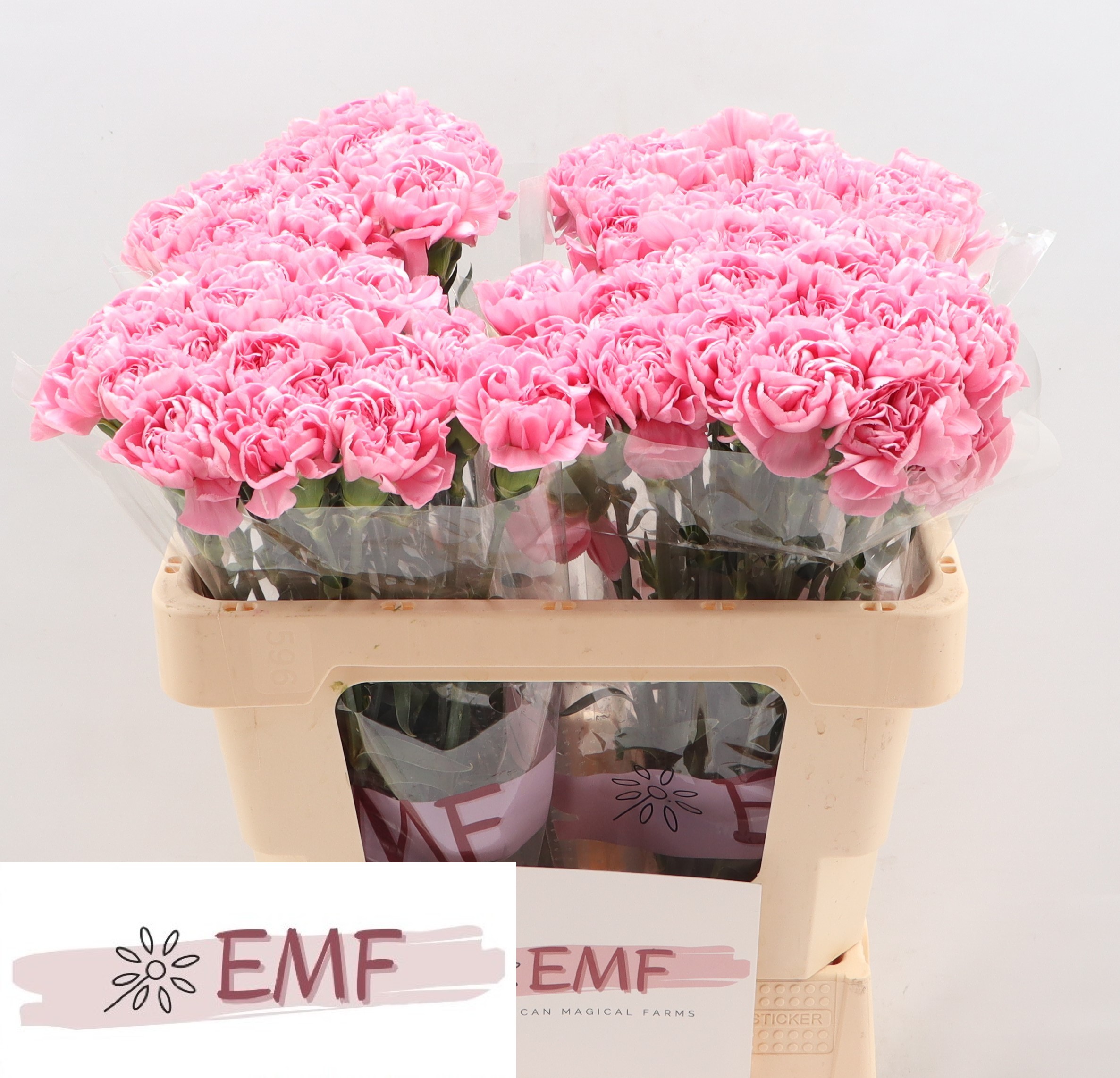 Dianthus Single Montezuma 55cm