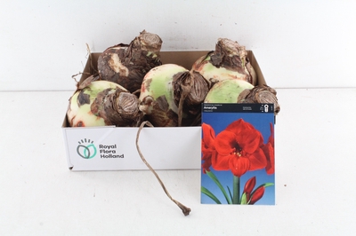 Arr4 Amaryllis Cm - Naturel Bol Rood