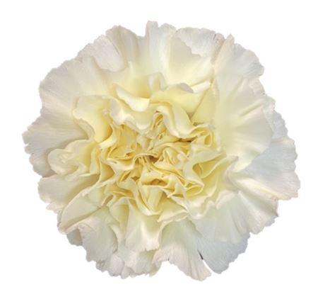 Di St Cream Diletta 55