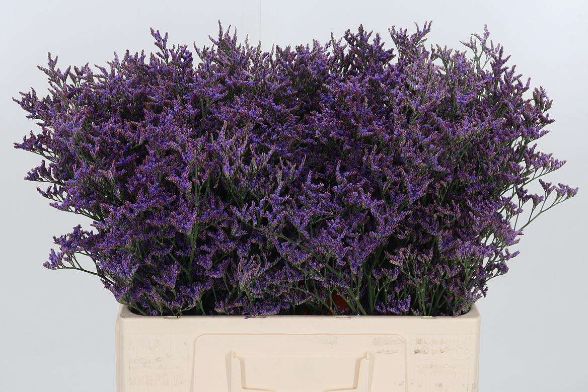 Lim Piuma Dark Blue