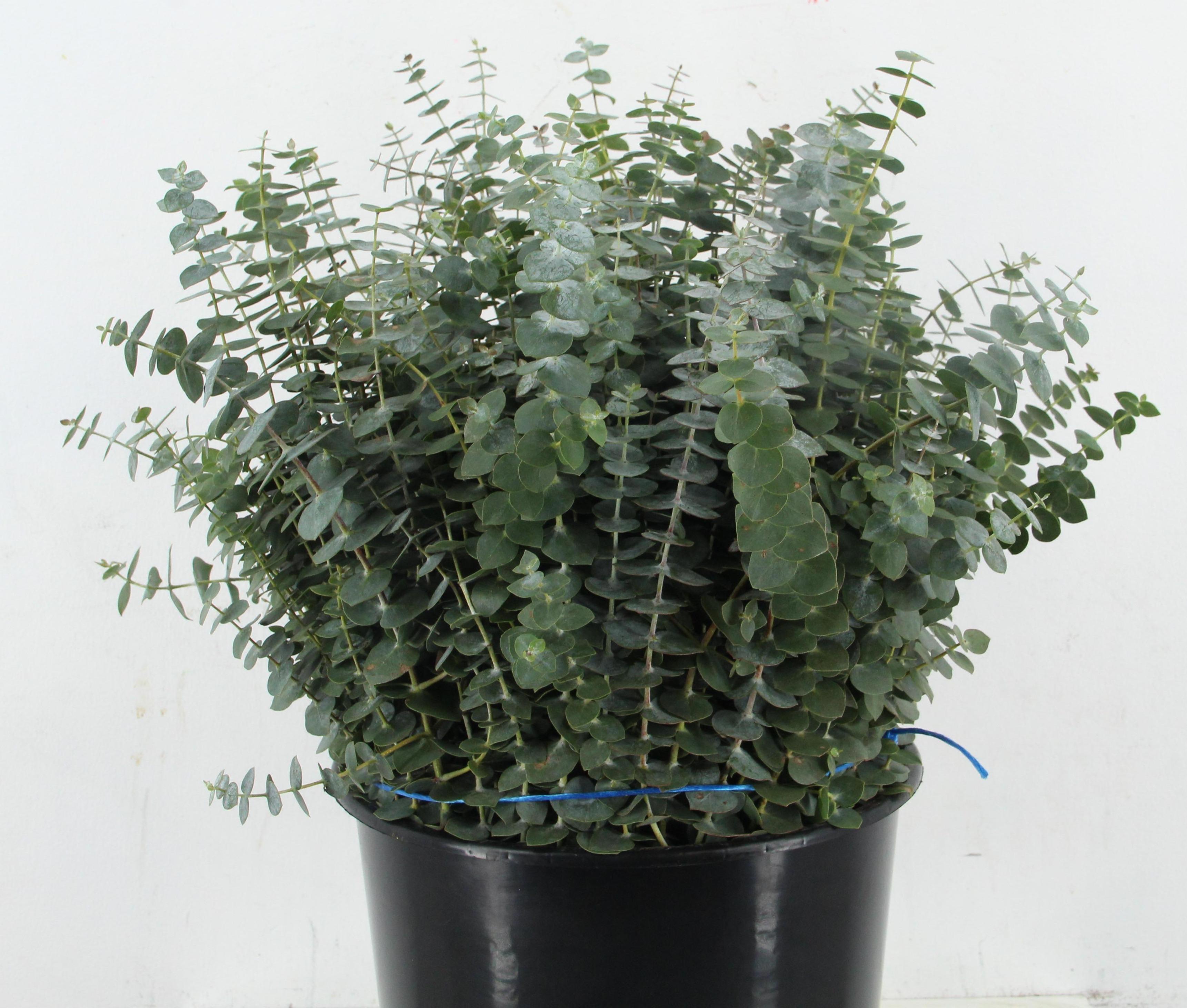 Eucalyptus Baby Blue Per Bunch 55cm 200gr.