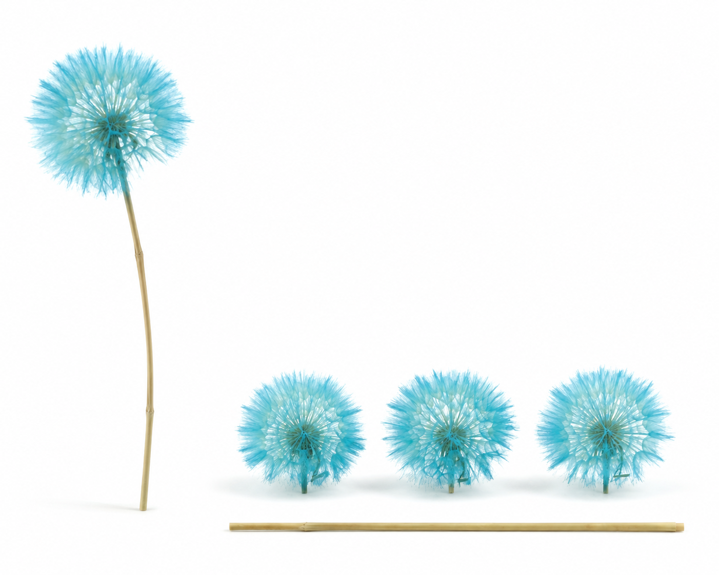 Dried Bleached Dandelion Light Blue