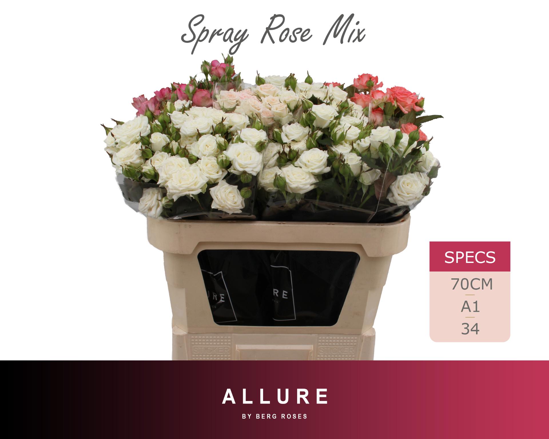 Rosa Spr 70cm