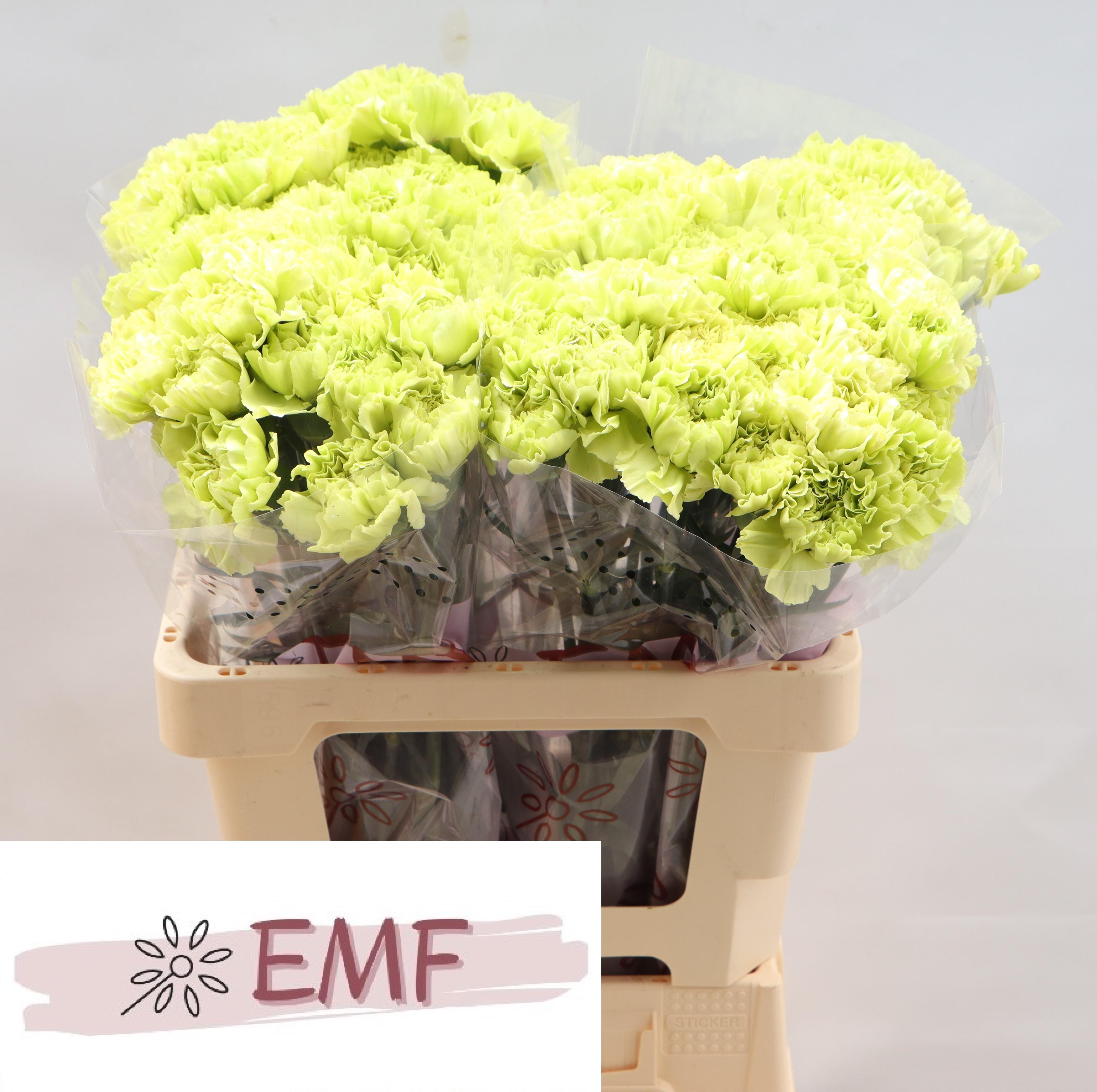 Dianthus Single Wasabi 60cm