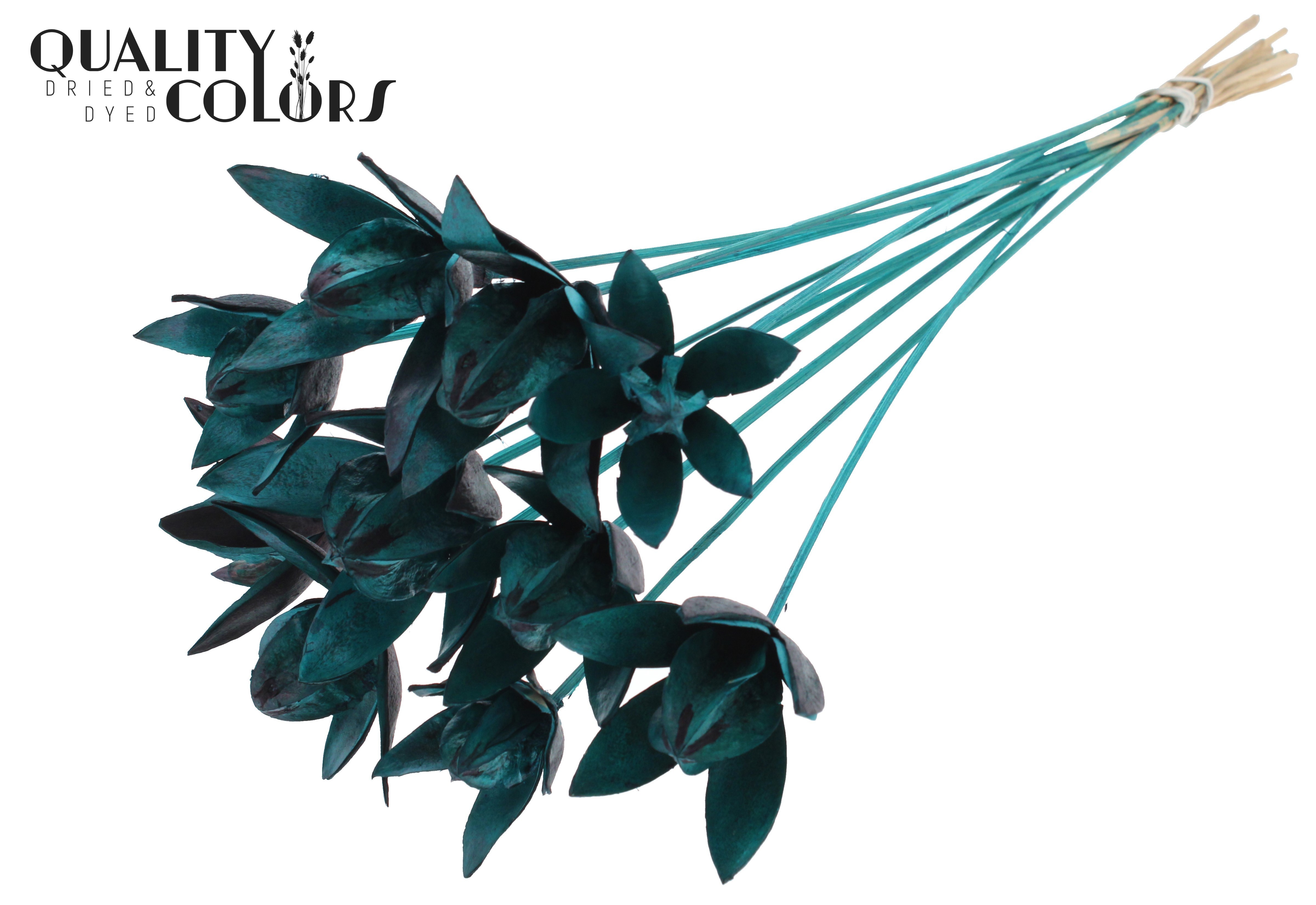 Wild Lilly Turquoise 50cm