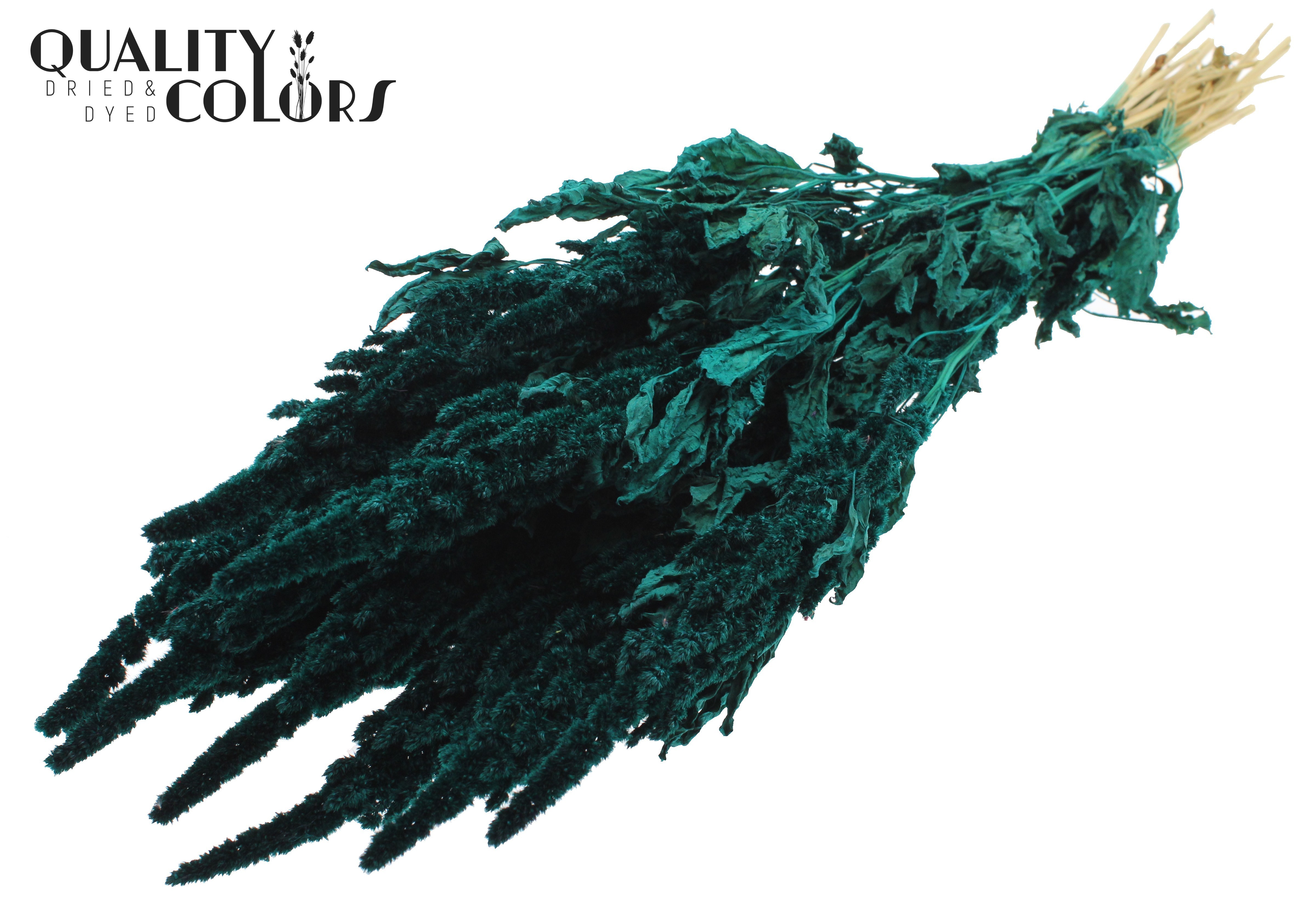 Amaranthus Turquoise Per Bunch 60cm