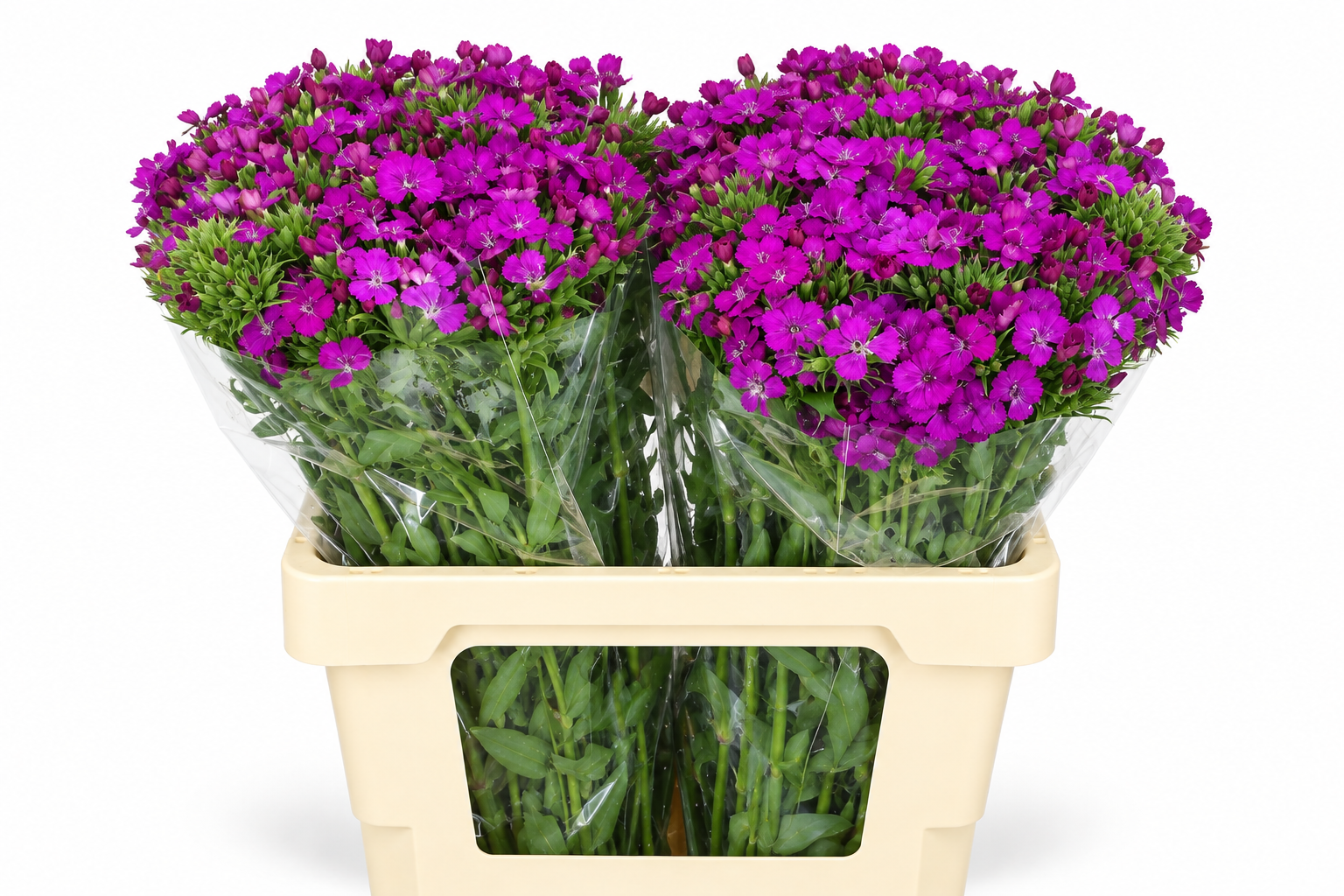 Dianthus Br Amazon Neon Purple