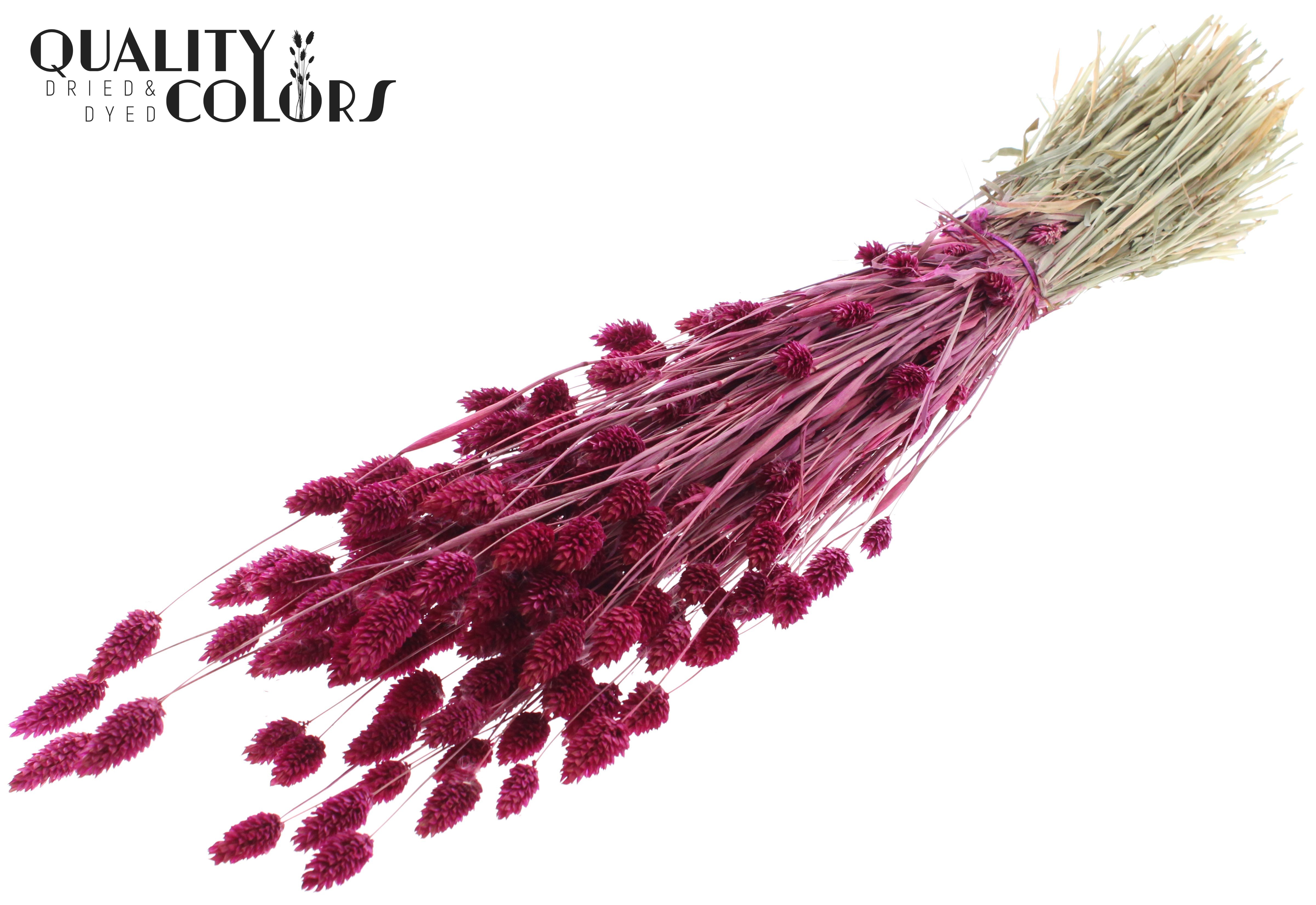 Phalaris Lilac Per Bunch 60cm 220gr.
