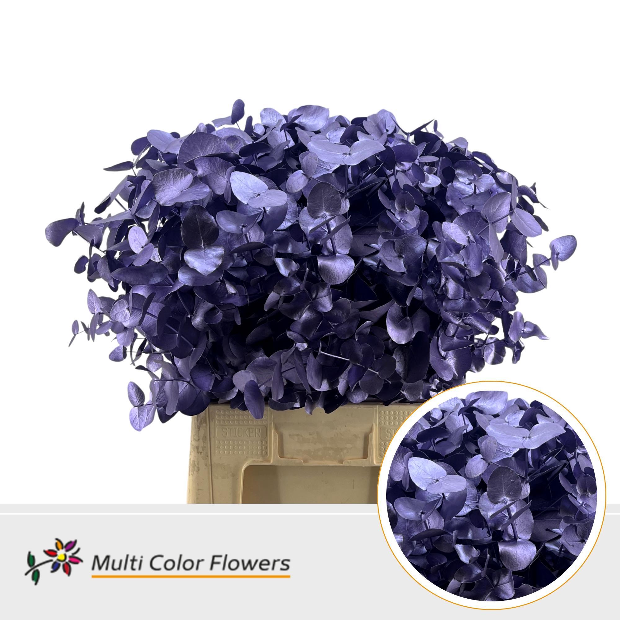 Eucalyptus Cinerea Metallic Milka