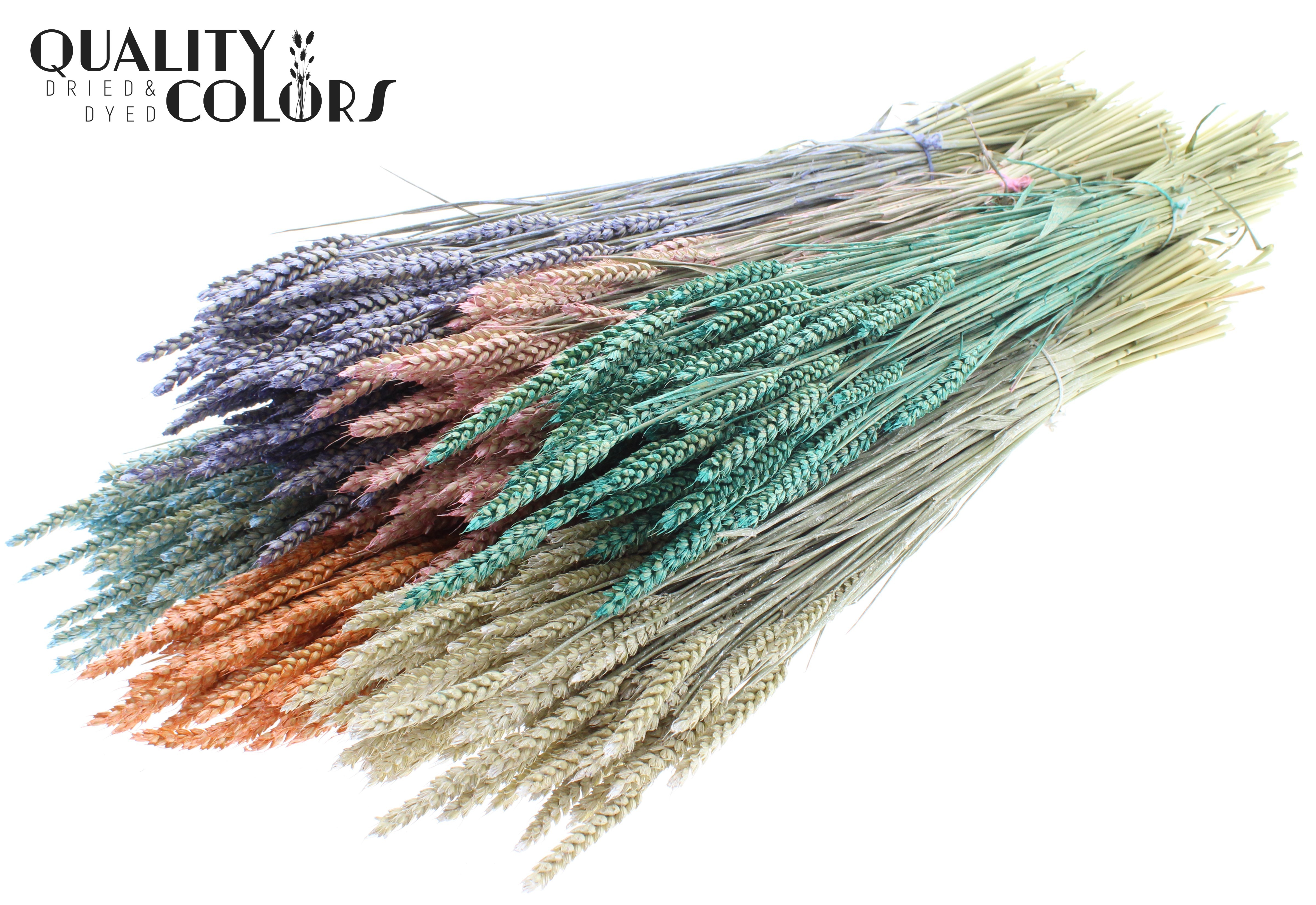 Triticum Pearl Mix Per Bunch 60cm