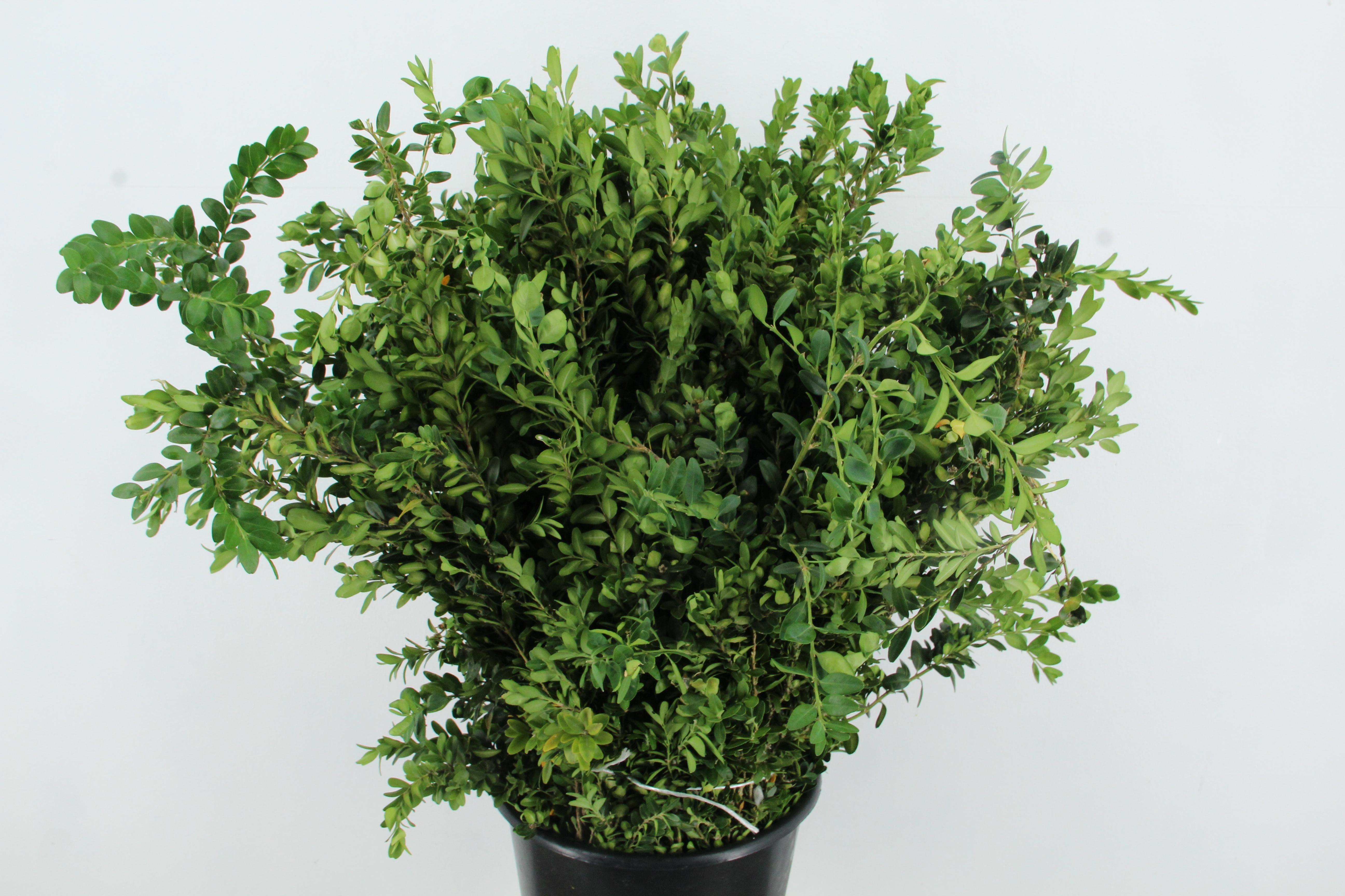 Buxus Sempervirens Per Bunch 65cm 400gr.