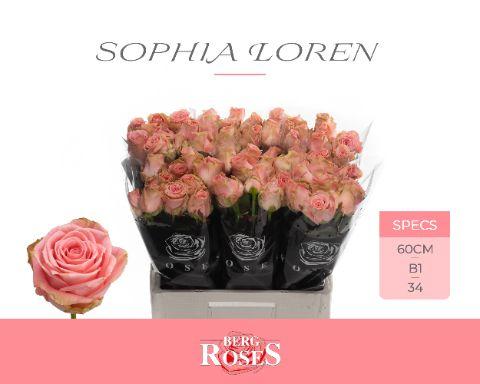 Rosa Sophia Loren 60cm
