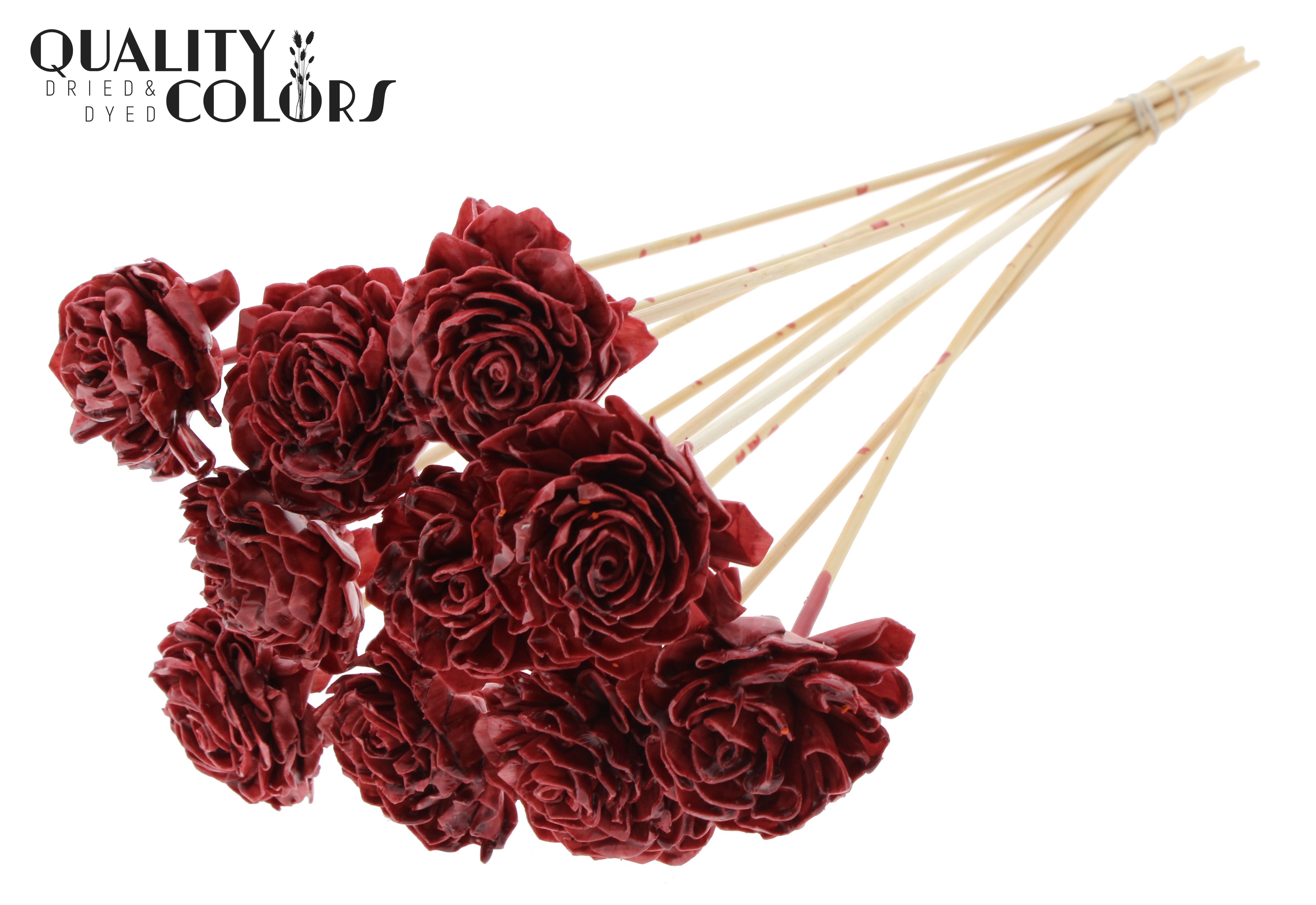 Shola Dhaliya Wax Burgundy 50cm