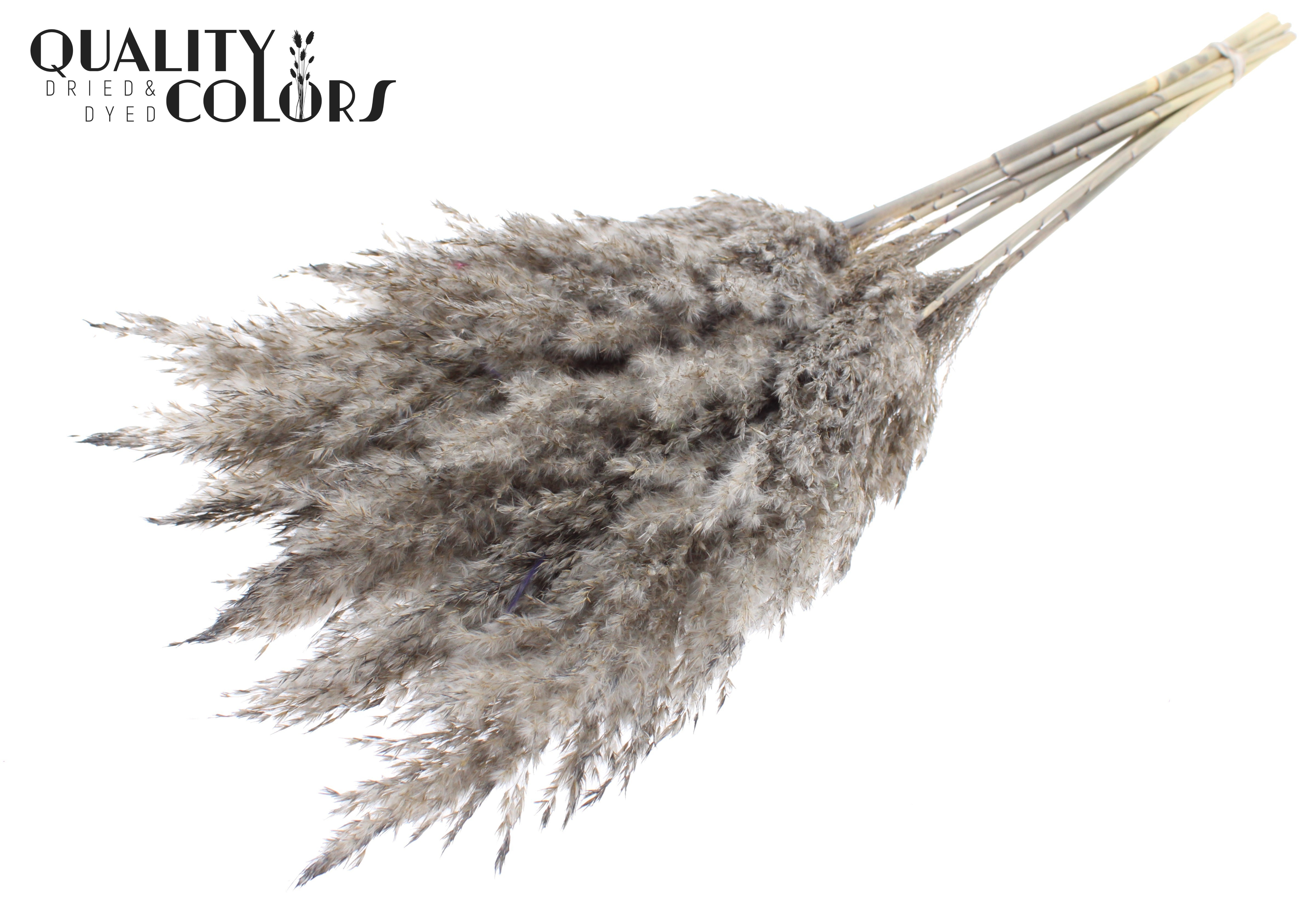 Pampas Grass Frosted Grey Per Bunch 70cm