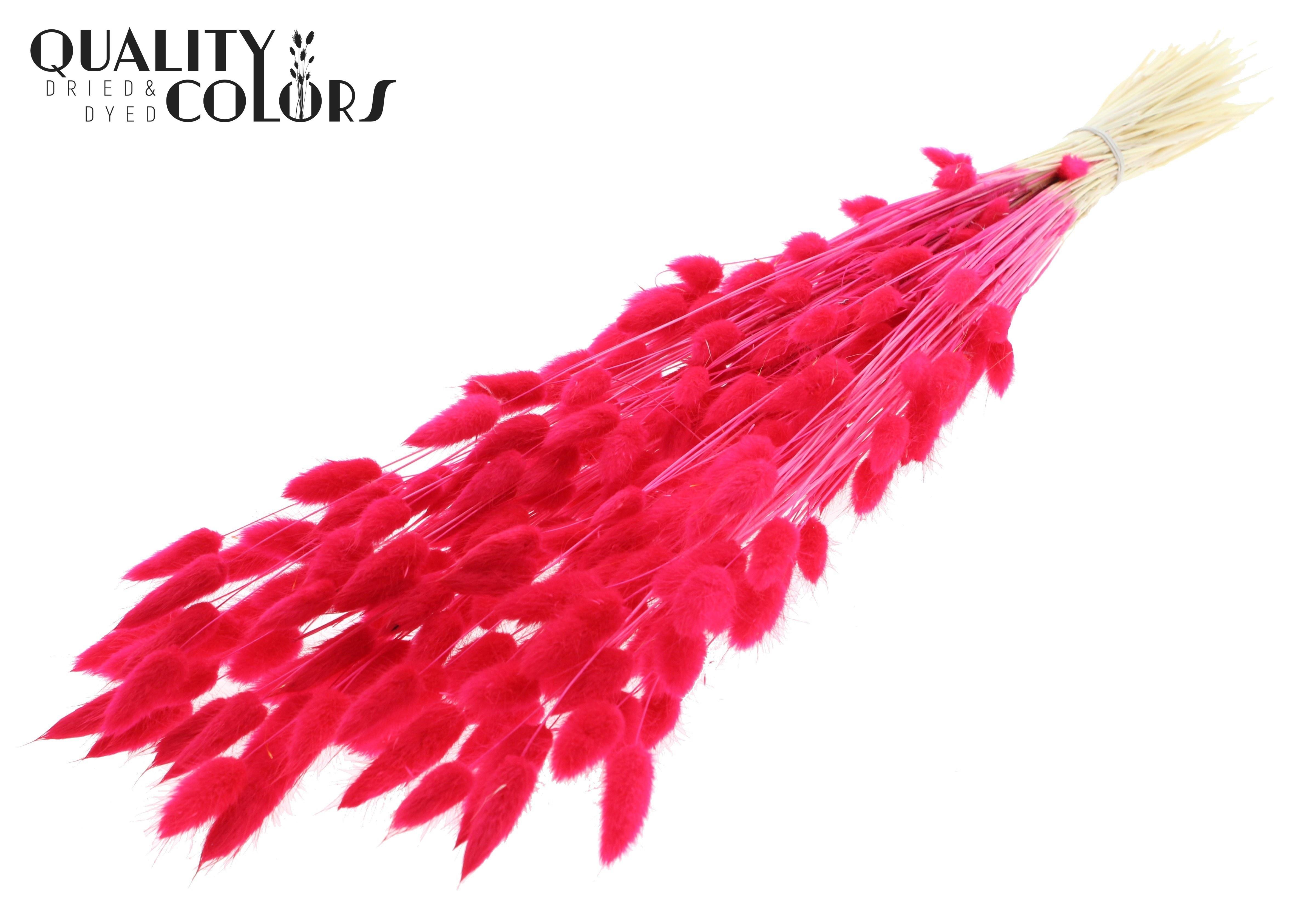 Lagurus Intense Cerise Per Bunch 70cm