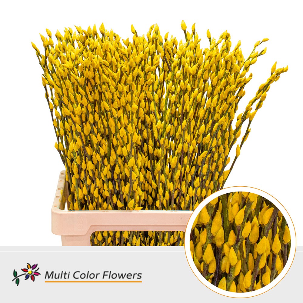 Salix Snowflake Geel