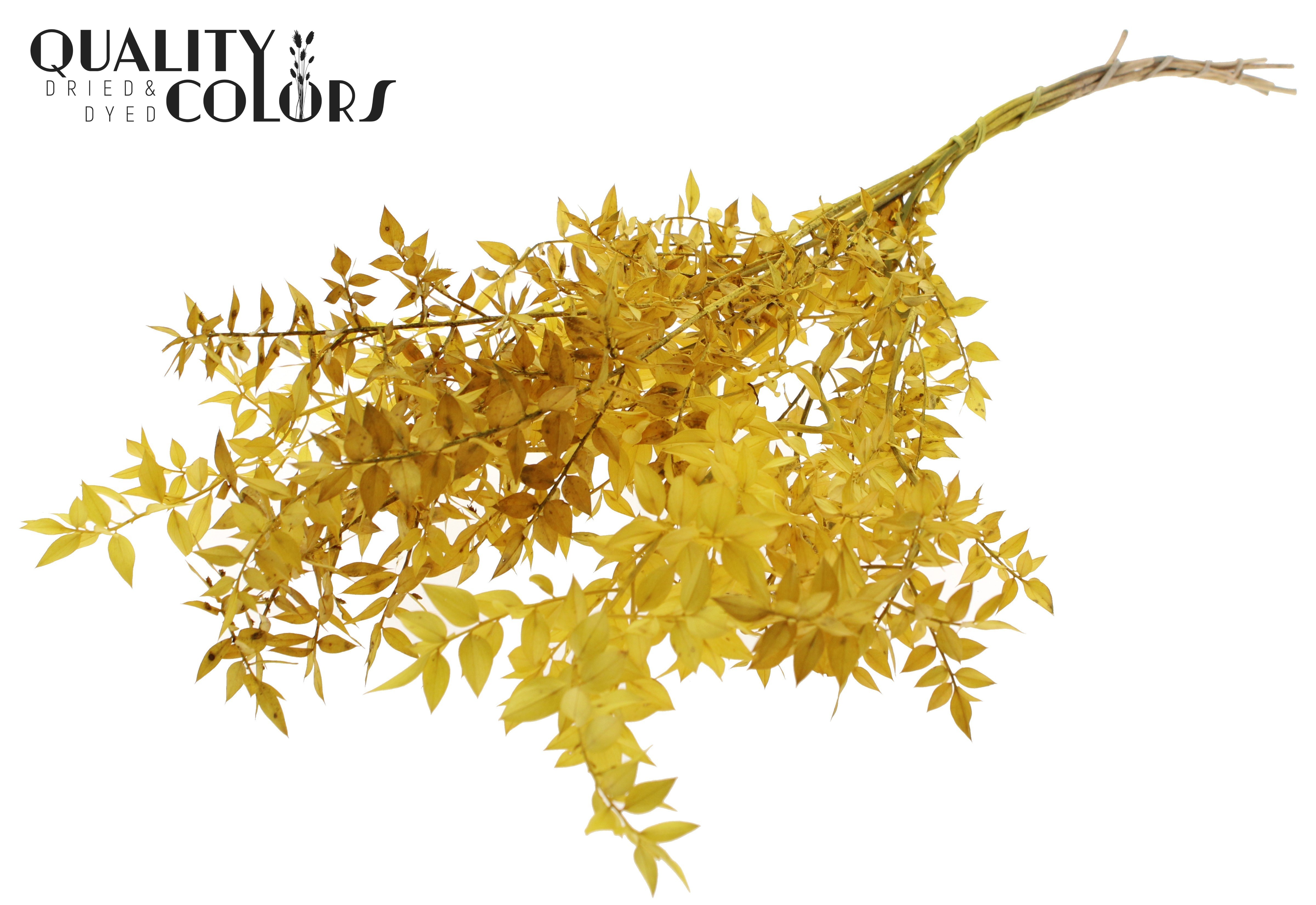 Ruscus Aculeatus Preserved Yellow Per Bunch 70cm 1st