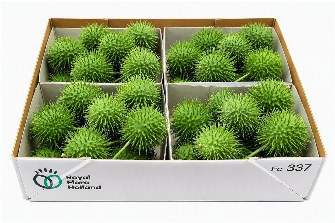 Sier Cucumis Egel X4 Holl