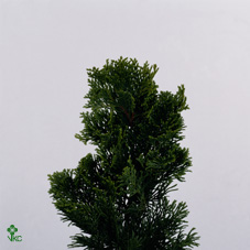 Chamaecyparis Obtusa Nana Gr 3000gram