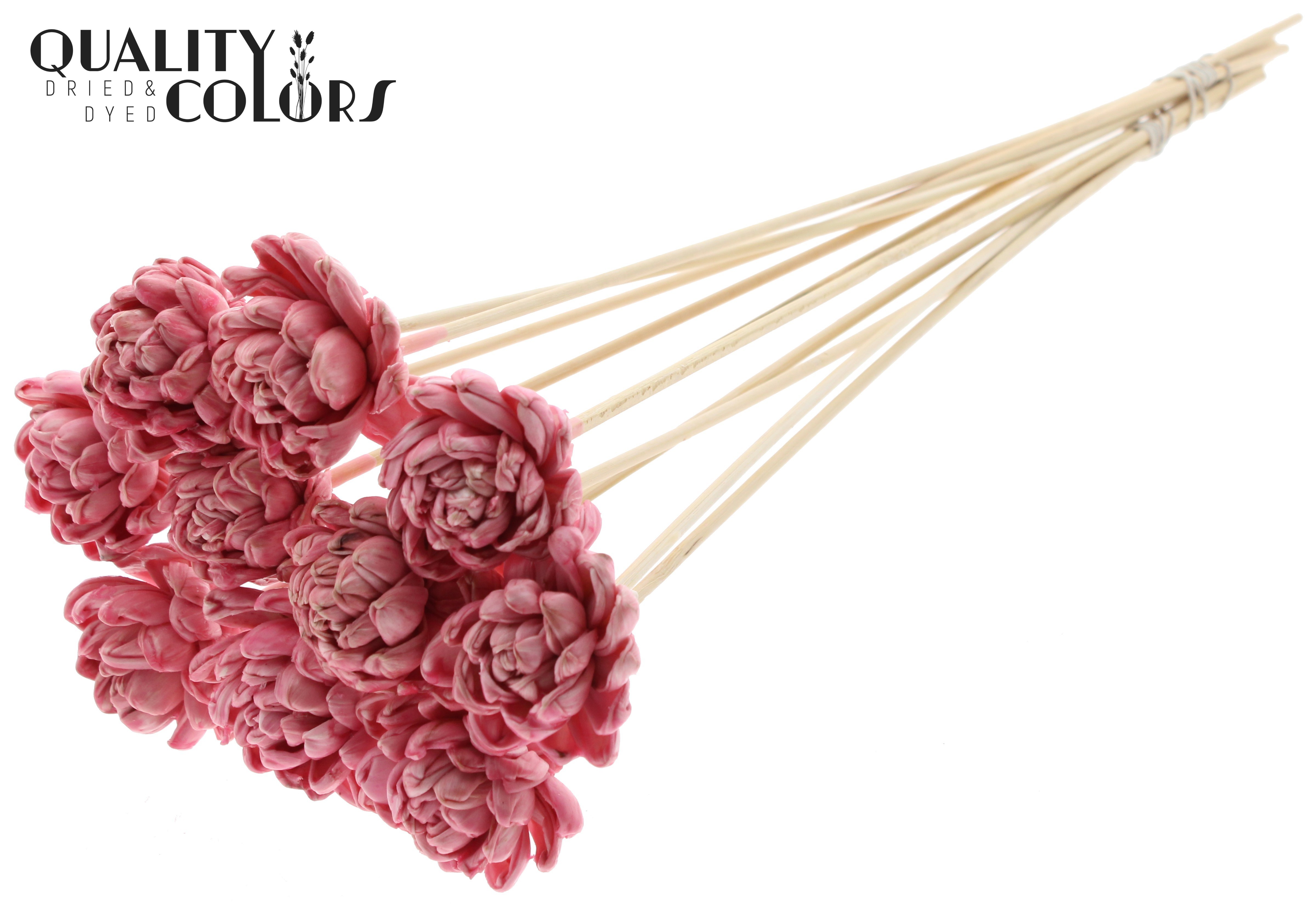 Shola New Beauty Rose Wax Light Pink 50cm