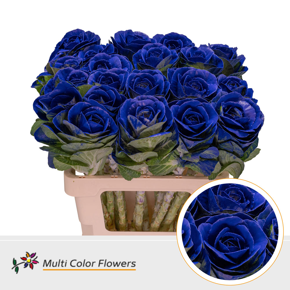Brassica Blauw Donker